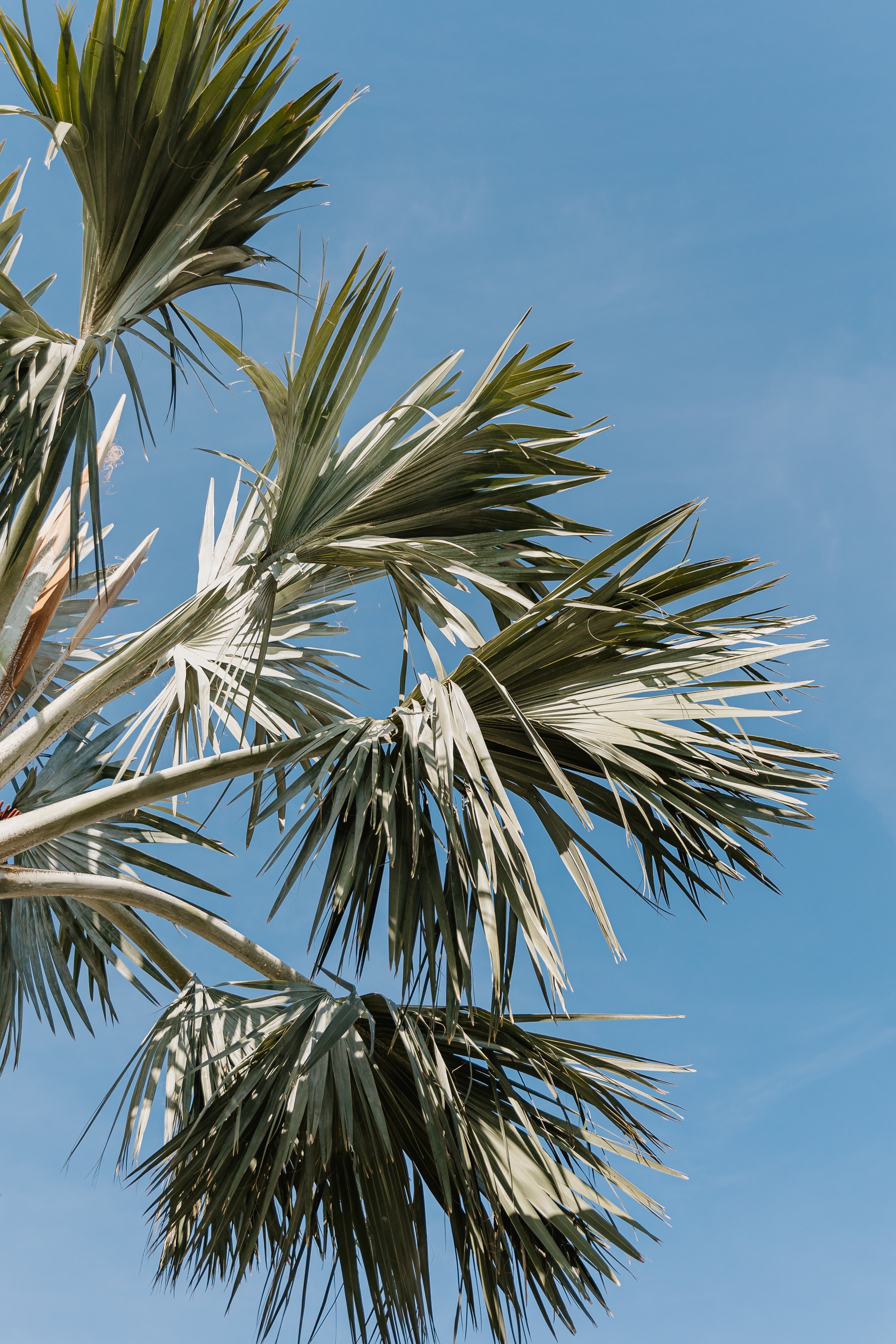 Tabaka Wedding 2025 (JPEG) (278 of 1045).jpg