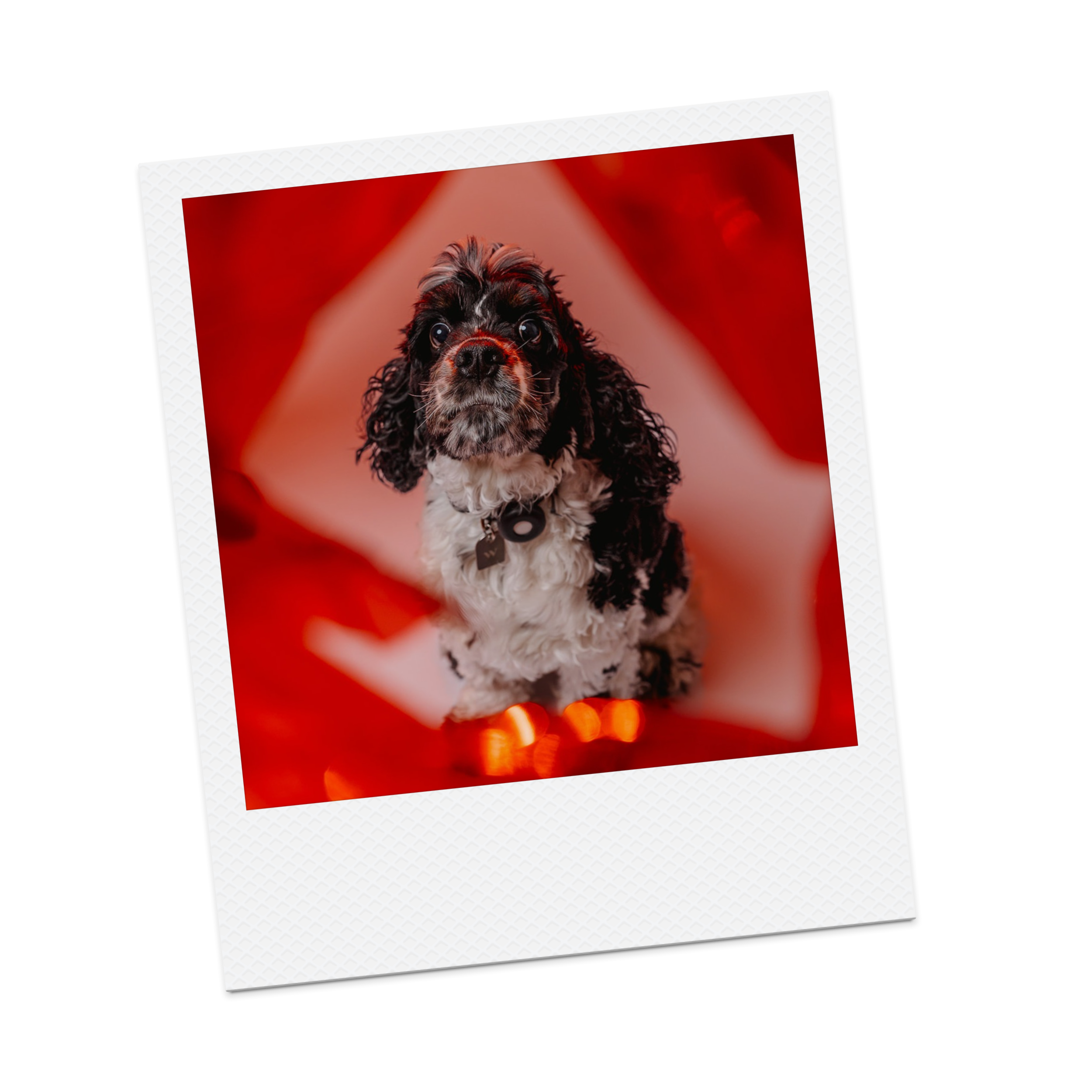 A black and white dog sitting on a red bed with a blurred red background.