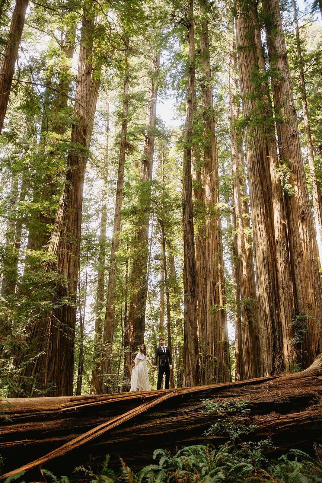 Melanie + Paul Redwoods 2026 (JPEG) (279 of 295).jpg