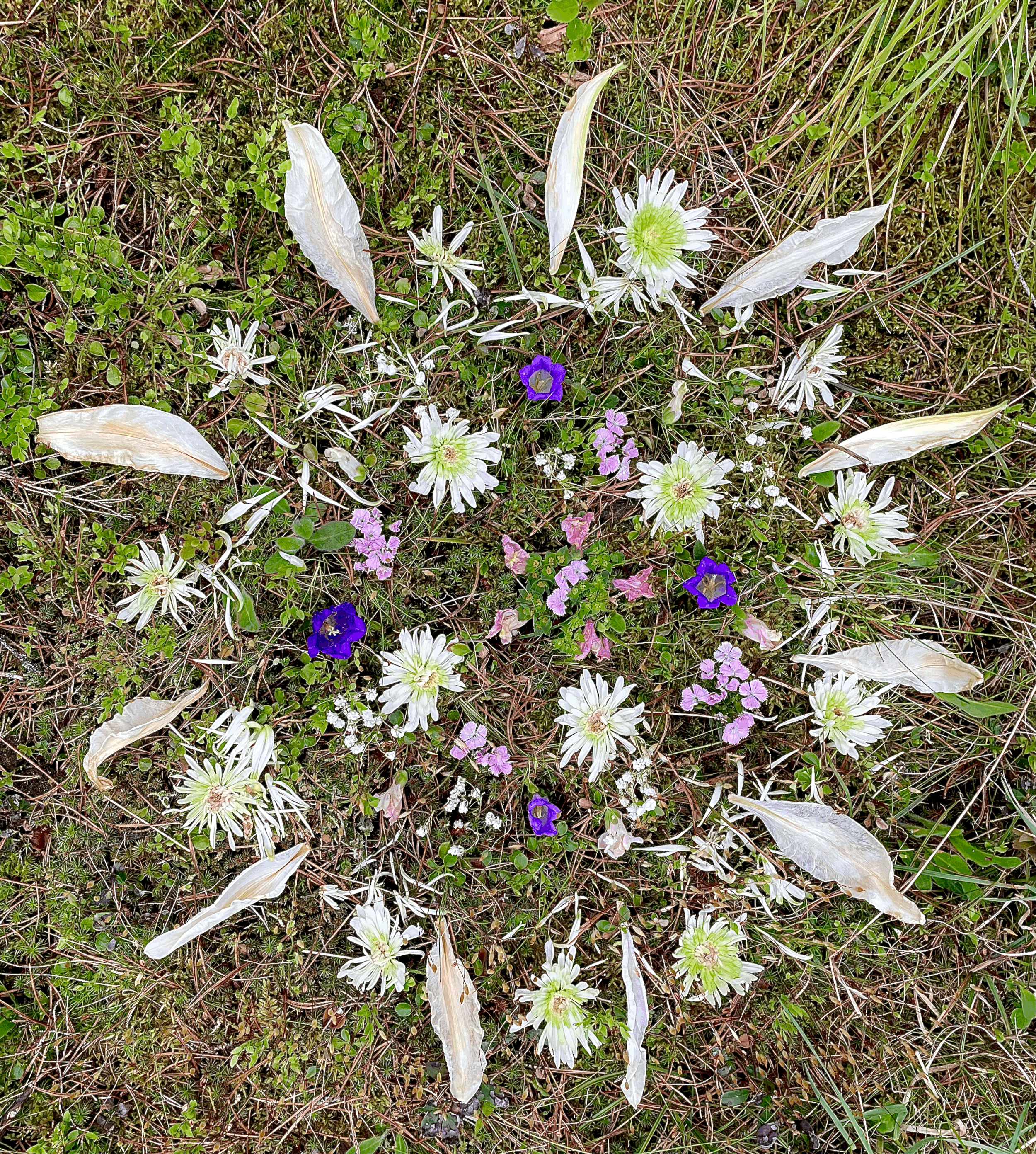 Reflection on Impermanent Beauty