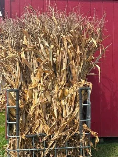 cornstalk.jpg