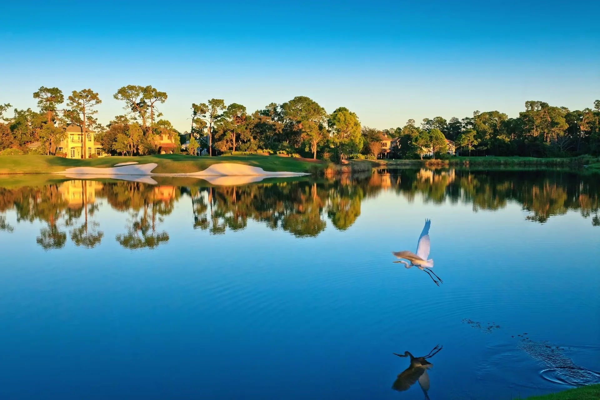 A peaceful body of water reflecting trees and houses along the shoreline during sunset, with a flying bird in the foreground.