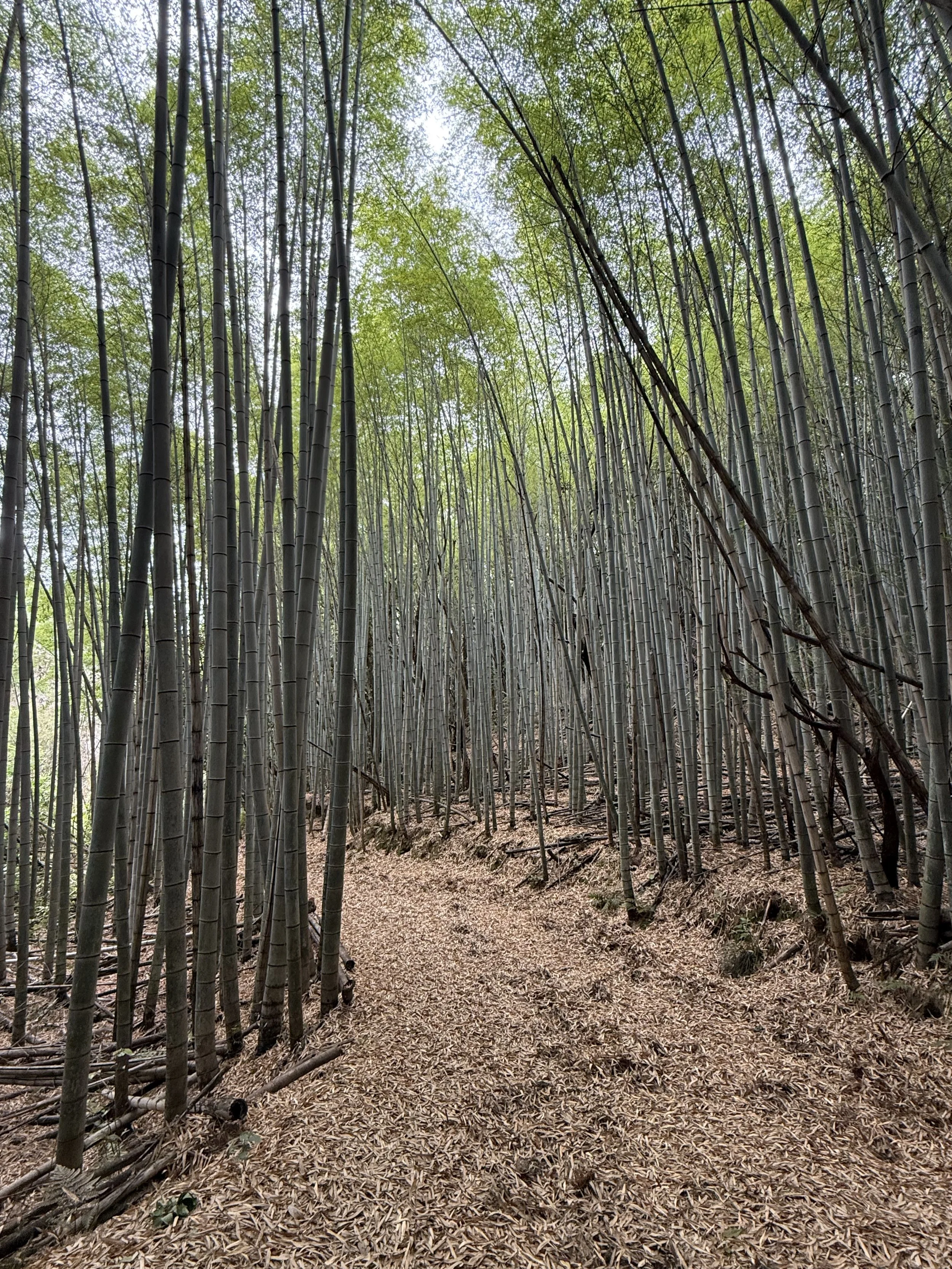 the bamboo forest behind the village