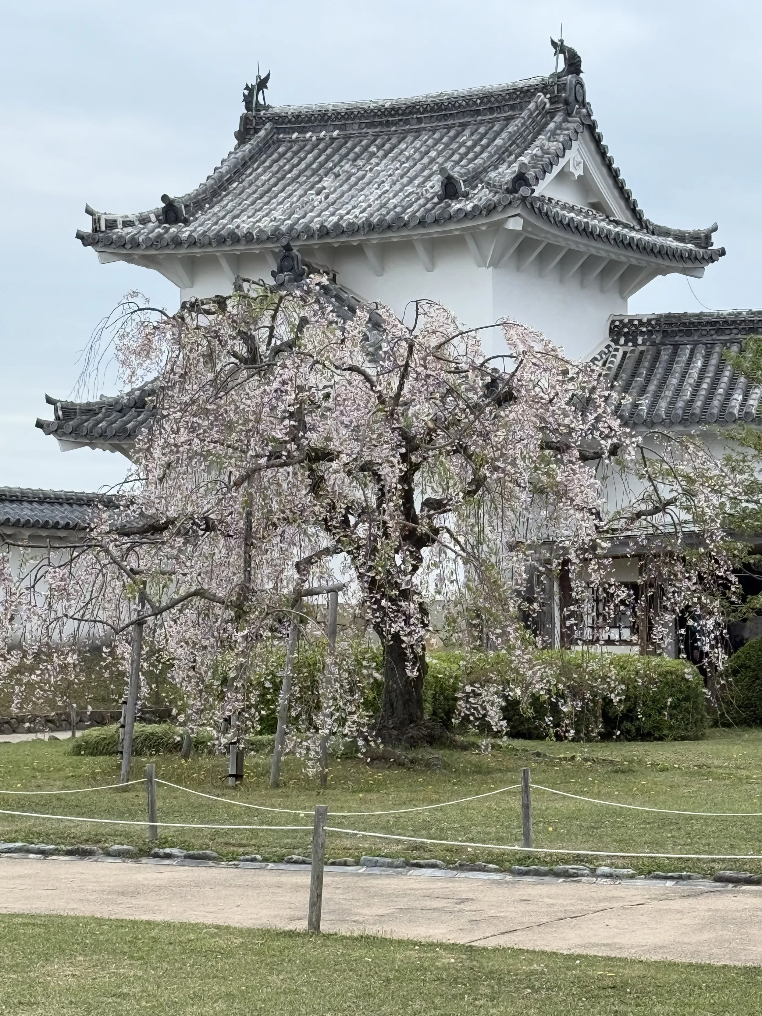 west wing of Himeji castle in spring
