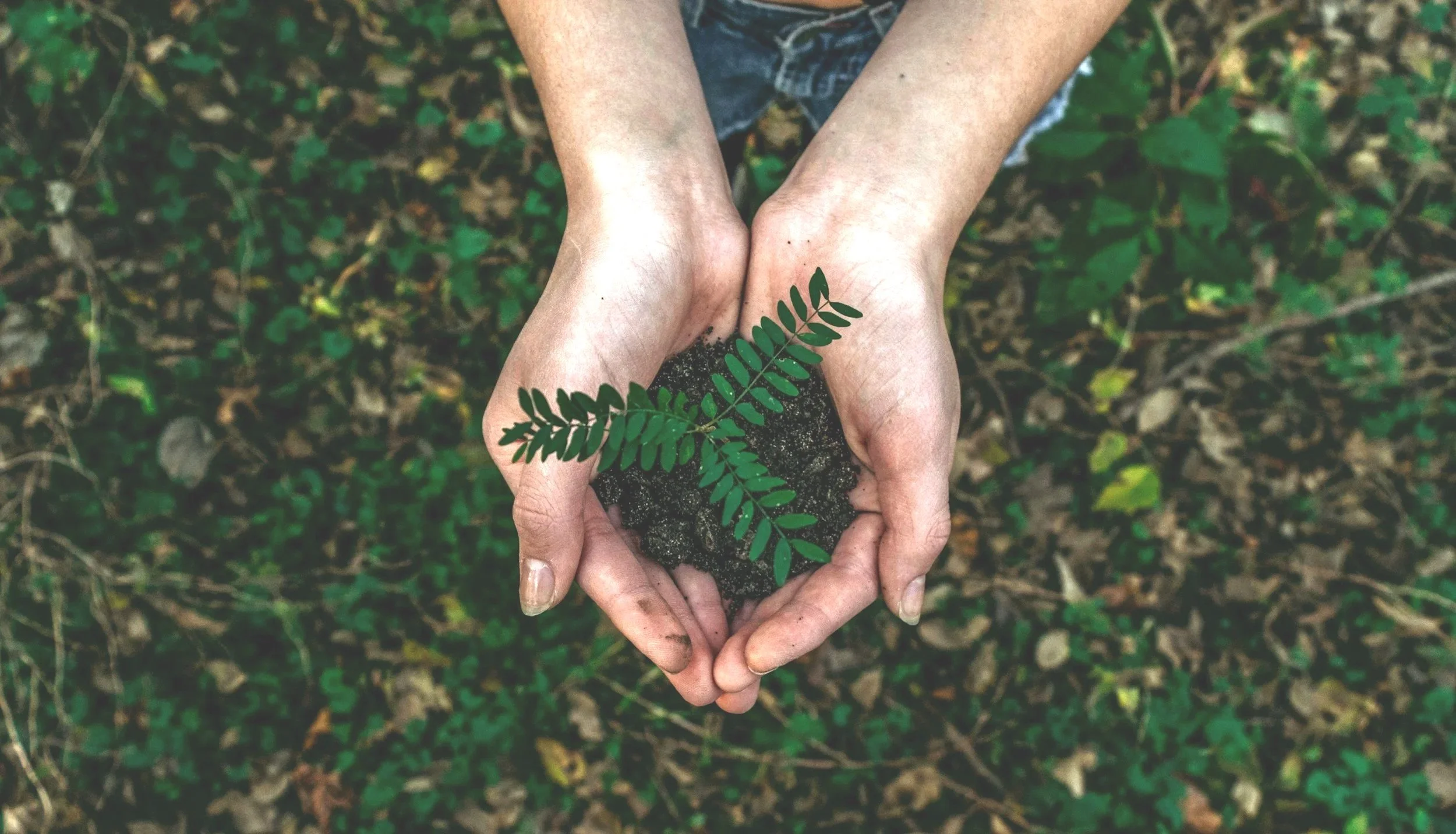 Hands holding soil with a small green plant growing in it, with a leafy stem. The background shows more soil and greenery.