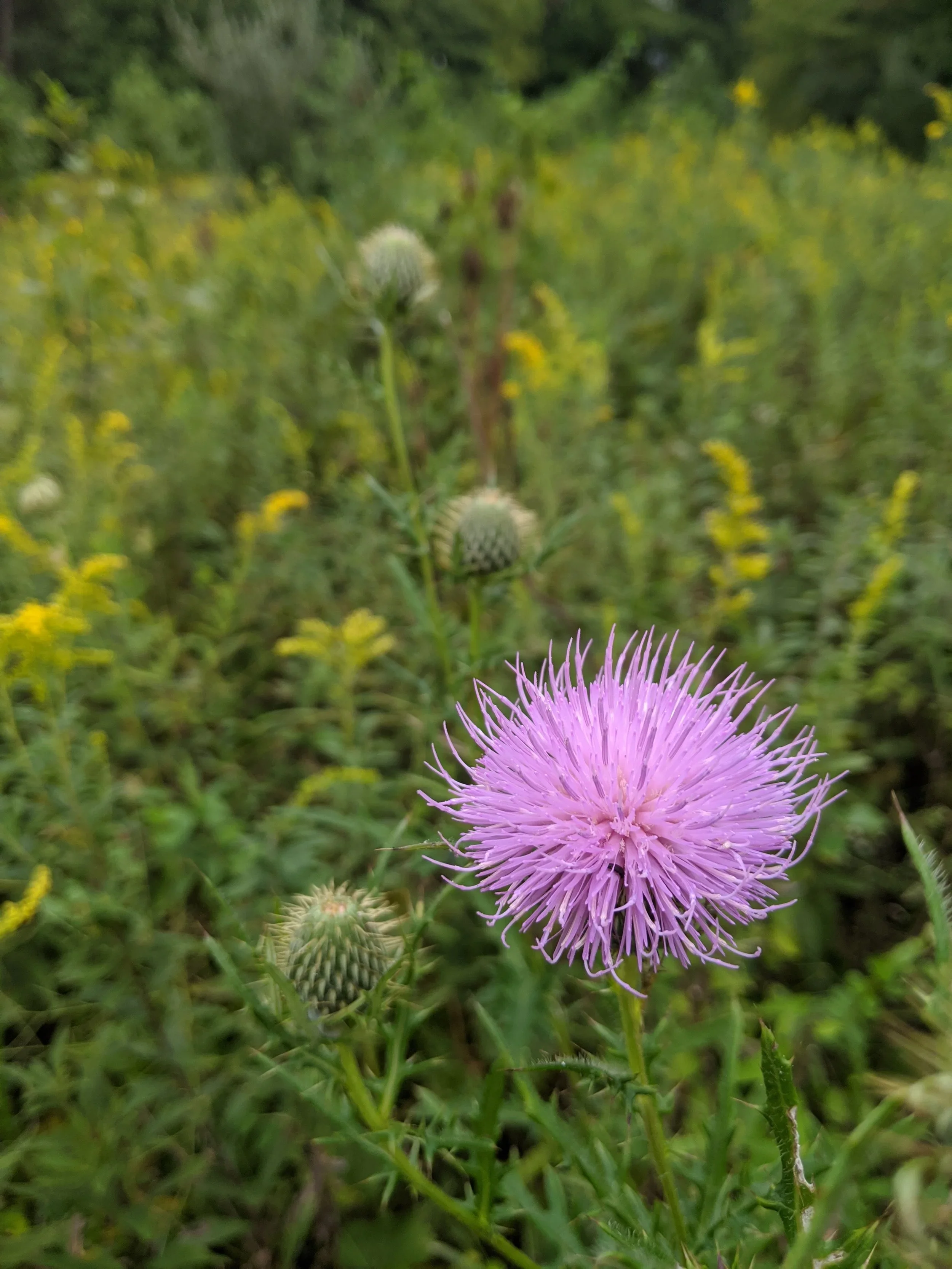 Field with flower