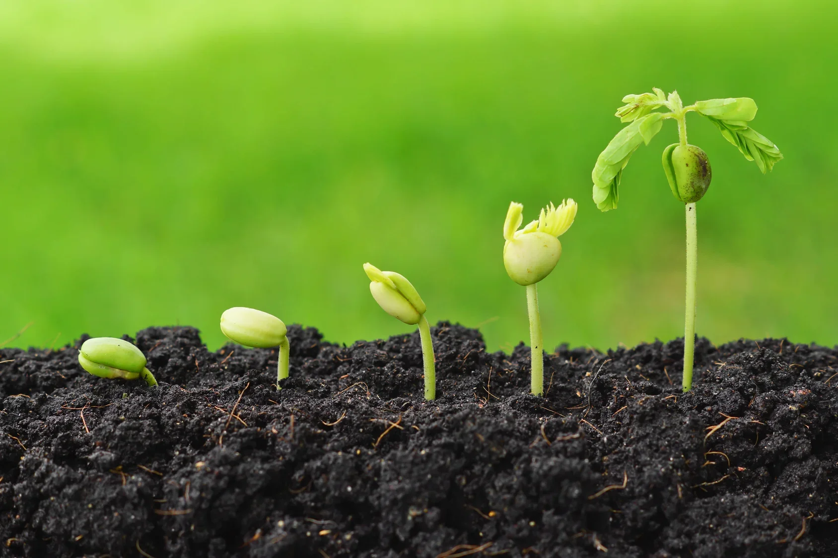 Learning the Language of Life: Grieving and Growing After my Miscarriage