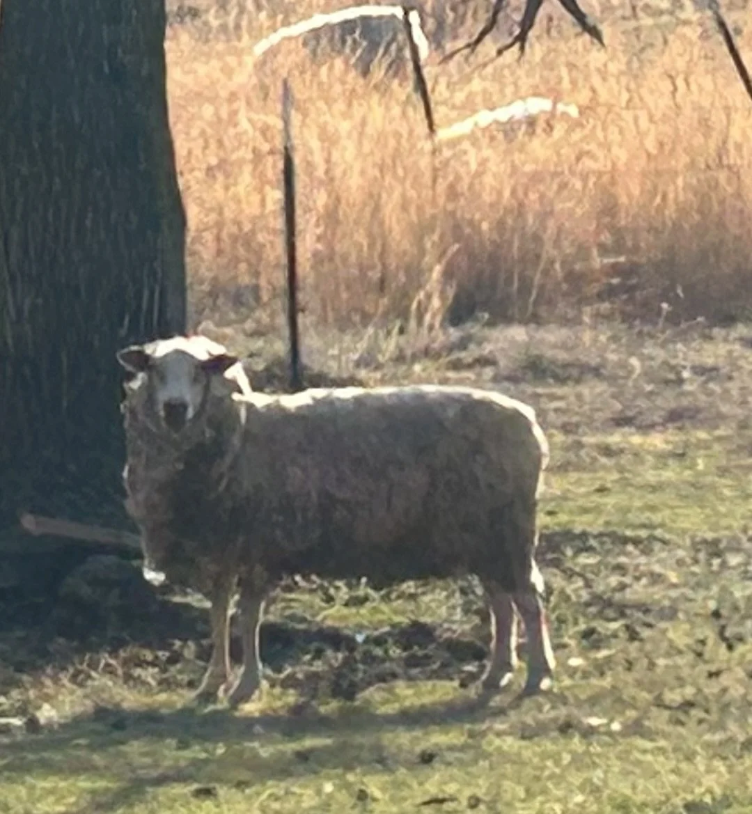 Lost Sheep