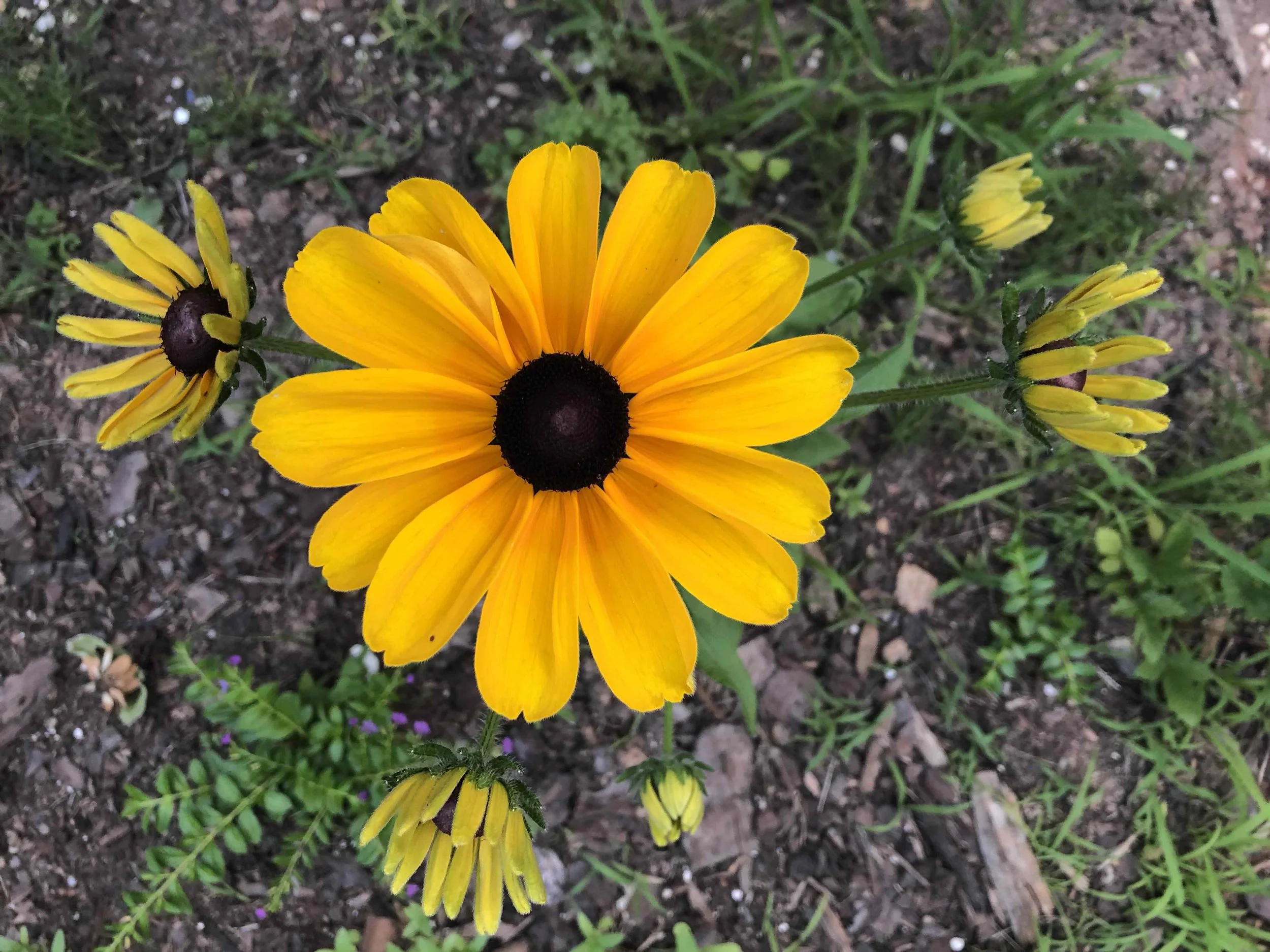 God’s Sunshine 