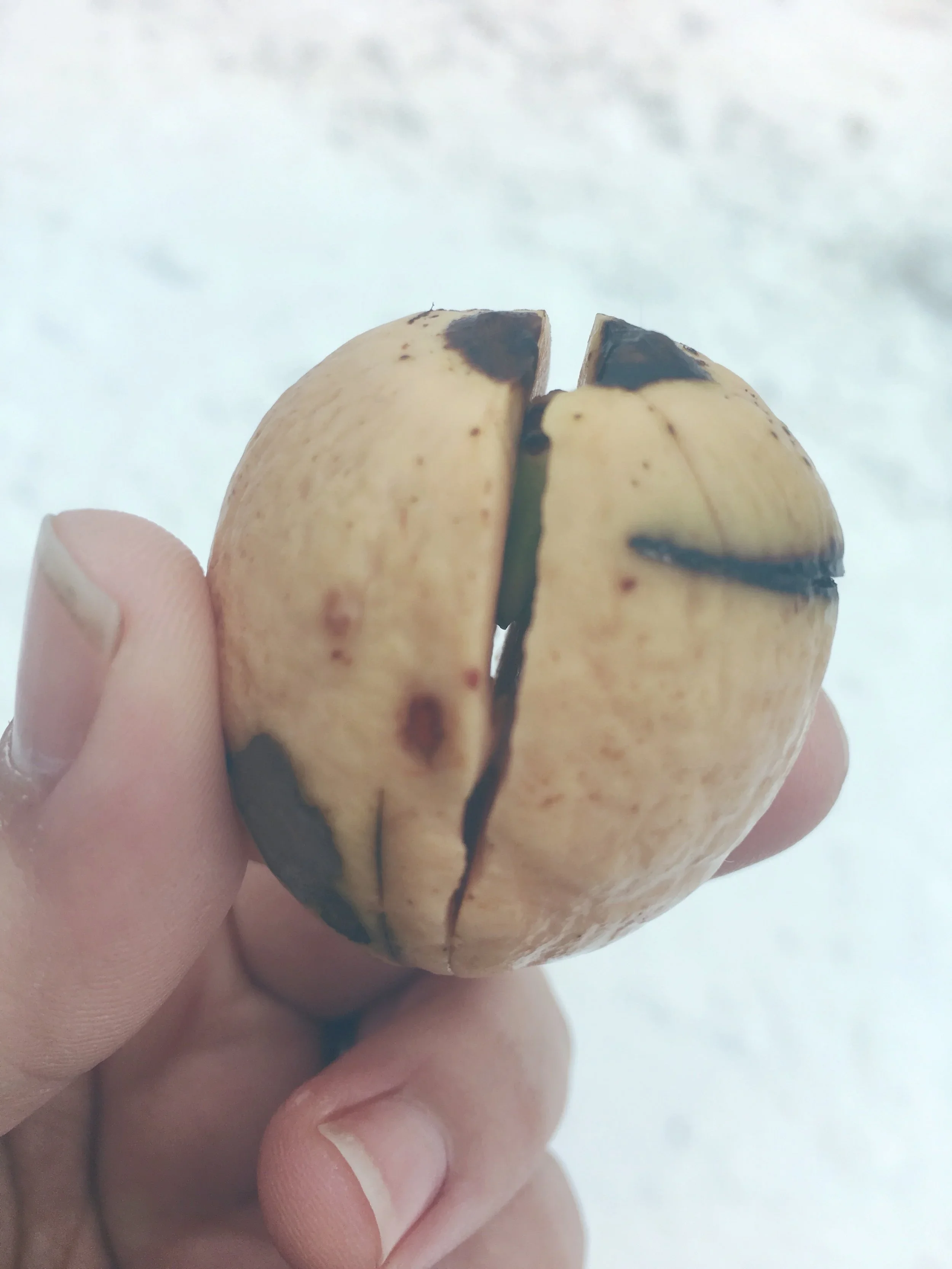 Avocado pit