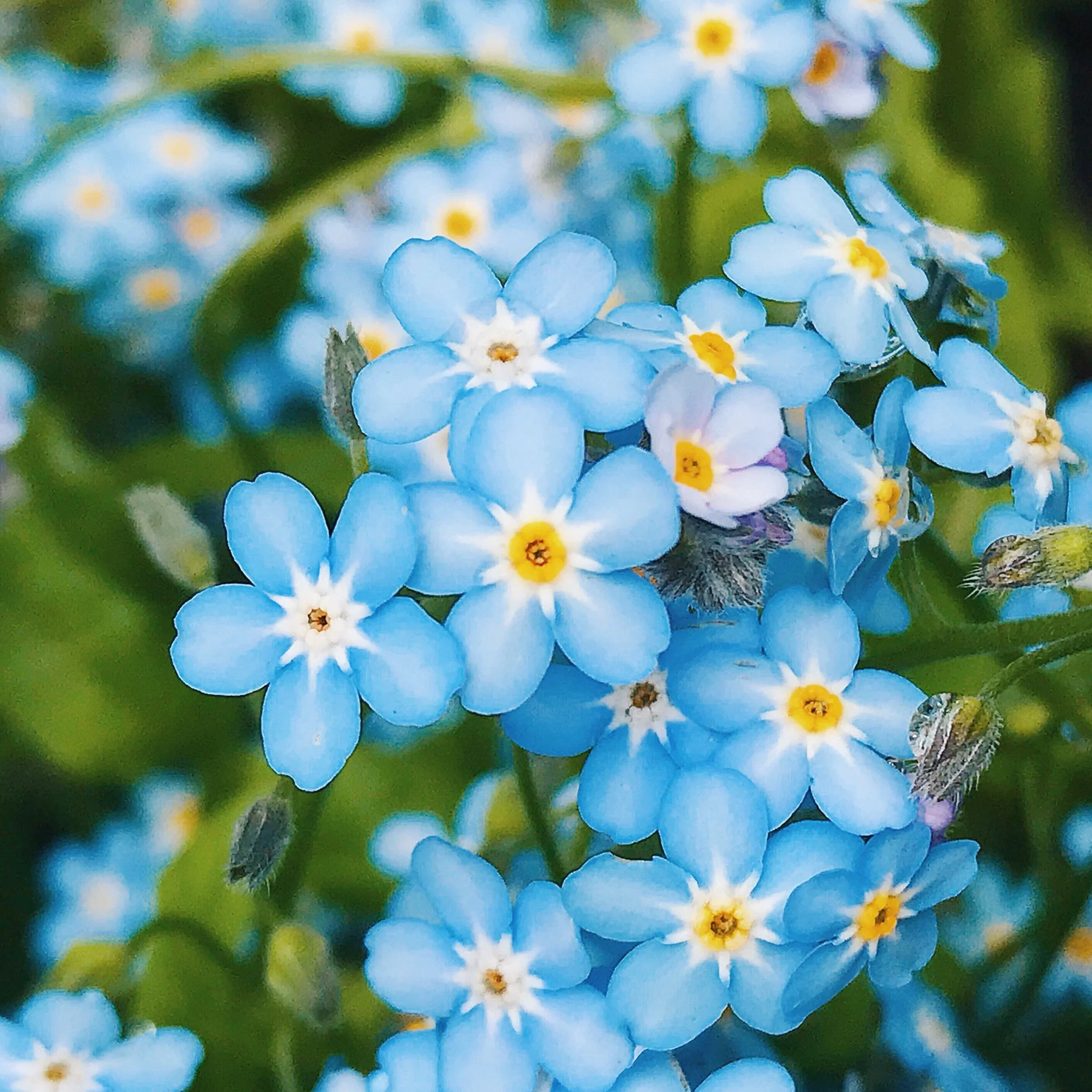 blue flowers