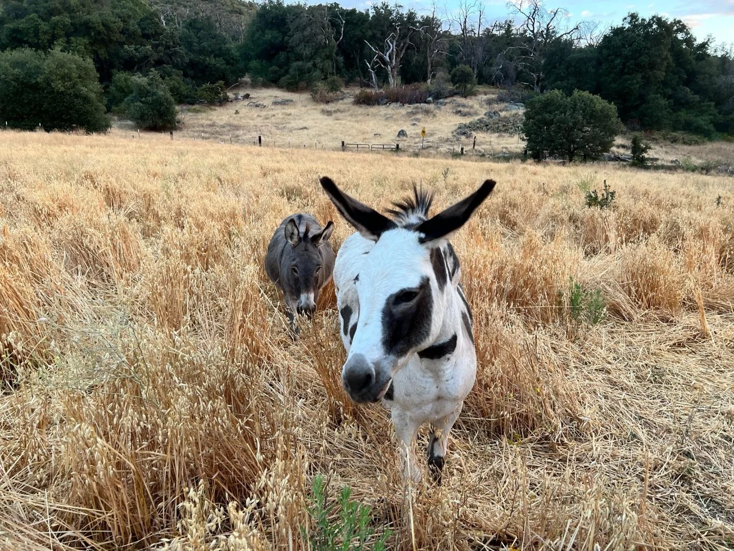 Two donkeys walking through a dry, golden grassy field with trees and hills in the background.
