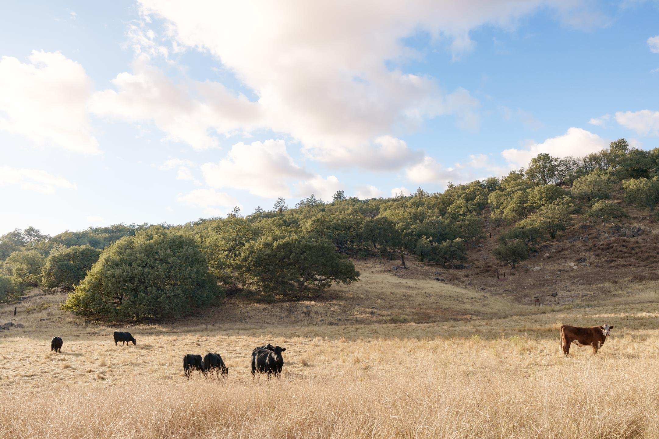 Cows grazing in a dry grassy field with a hillside covered in trees under a blue sky with scattered clouds.