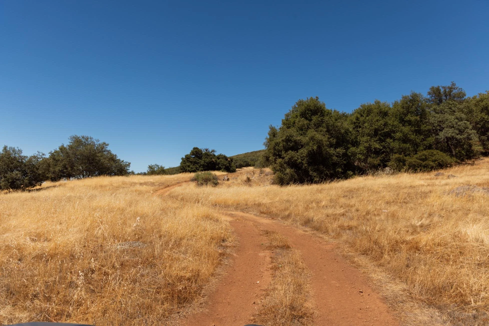 A dirt trail running through a grassy field with trees on the side and a clear blue sky.