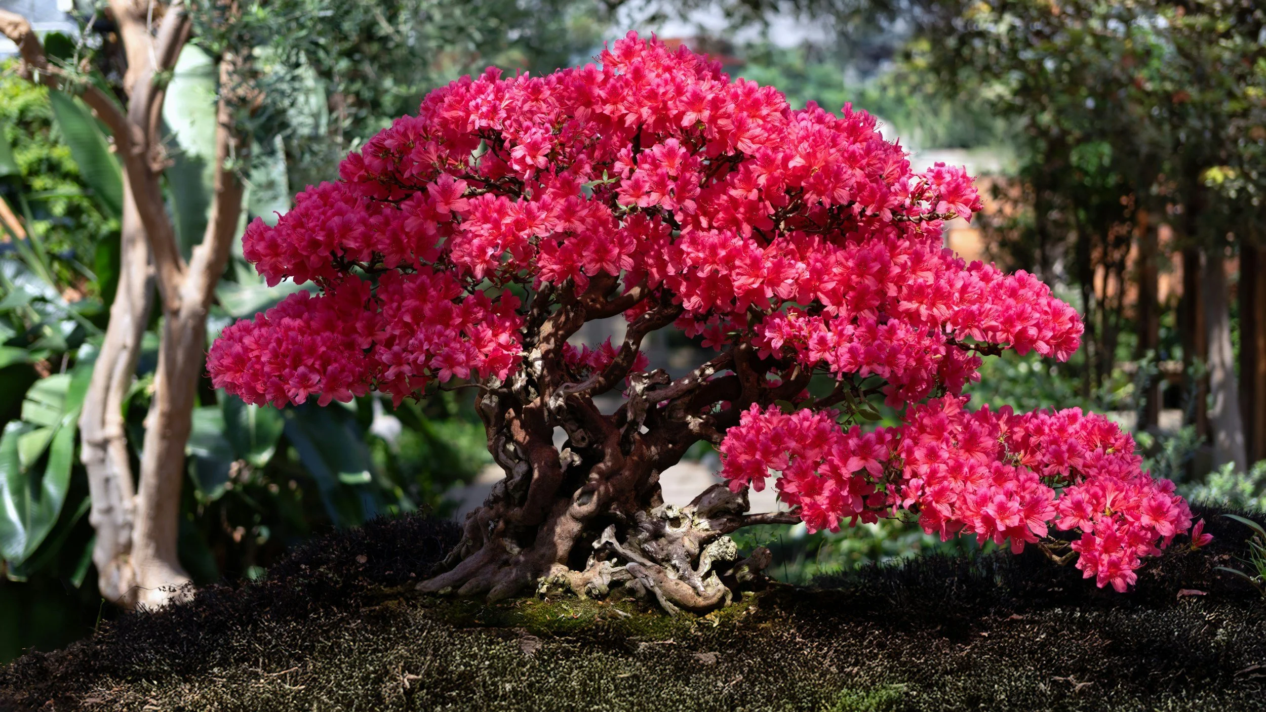 Pink flowering bonsai tree with twisted trunk in a garden setting