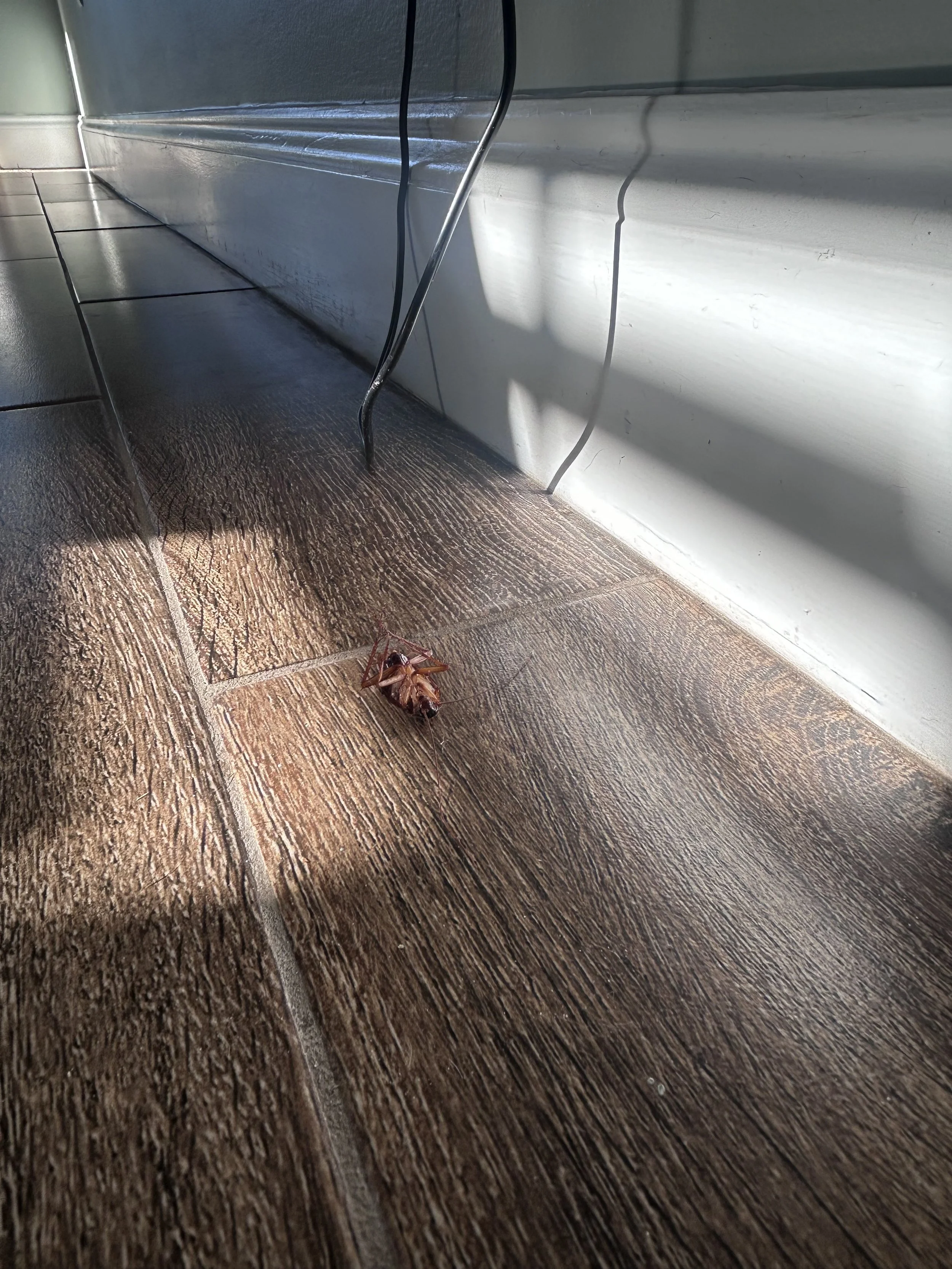 Close-up of a brown tiles floor, white wall with a shadow, electrical wires hanging down, and a spider on the floor.