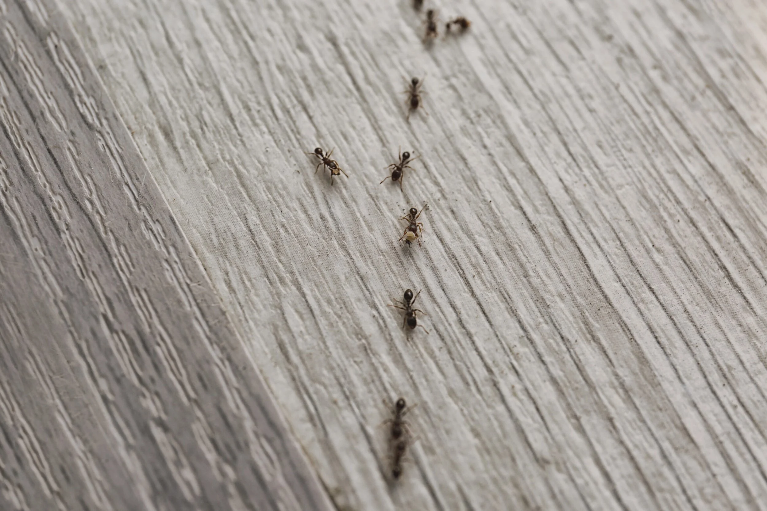 Several black ants walking on a light-colored wooden surface.