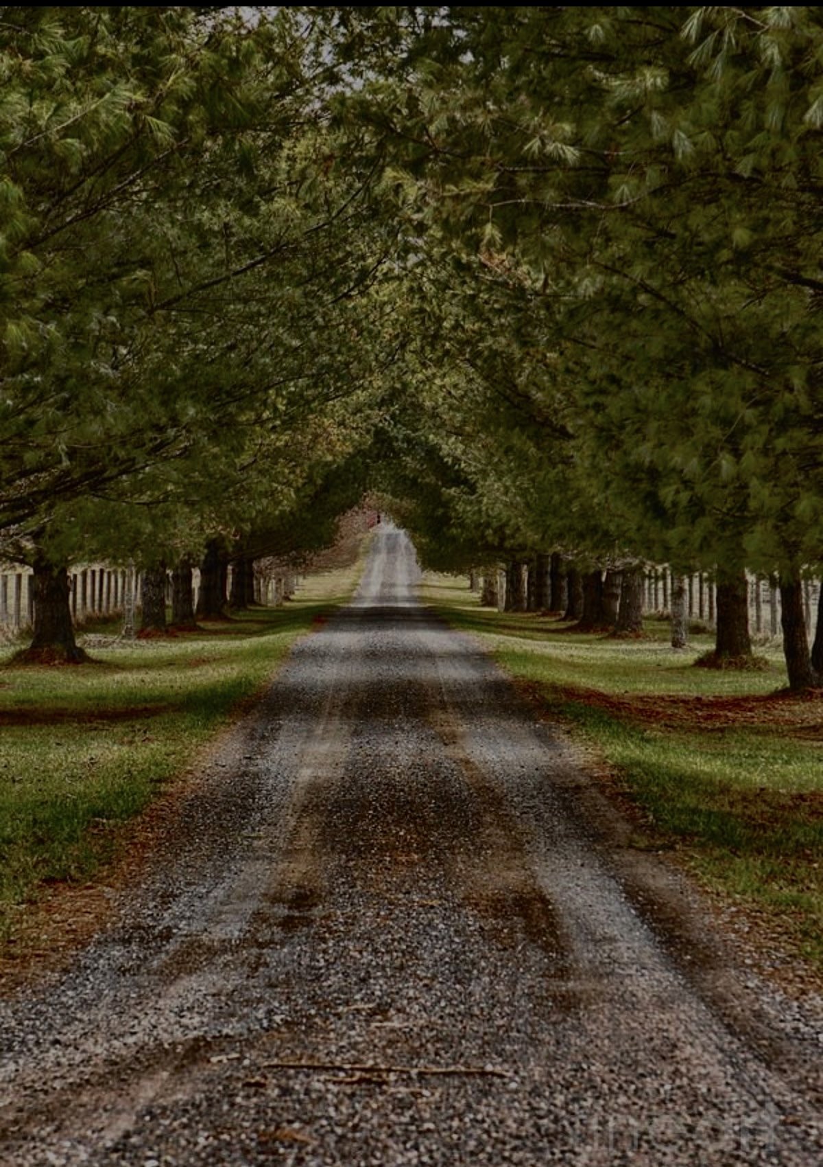 A gravel road lined with tall trees on both sides, forming a canopy overhead, with grass on either side of the road and a slight incline in the distance.