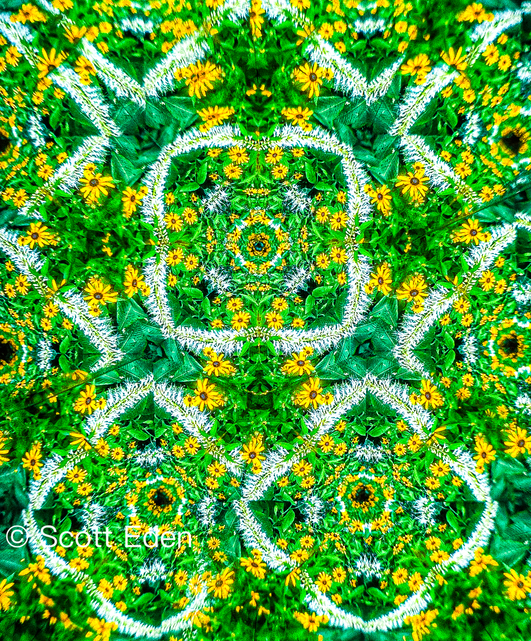 Black Eyed Susans and Bottlebrush Buckeyes