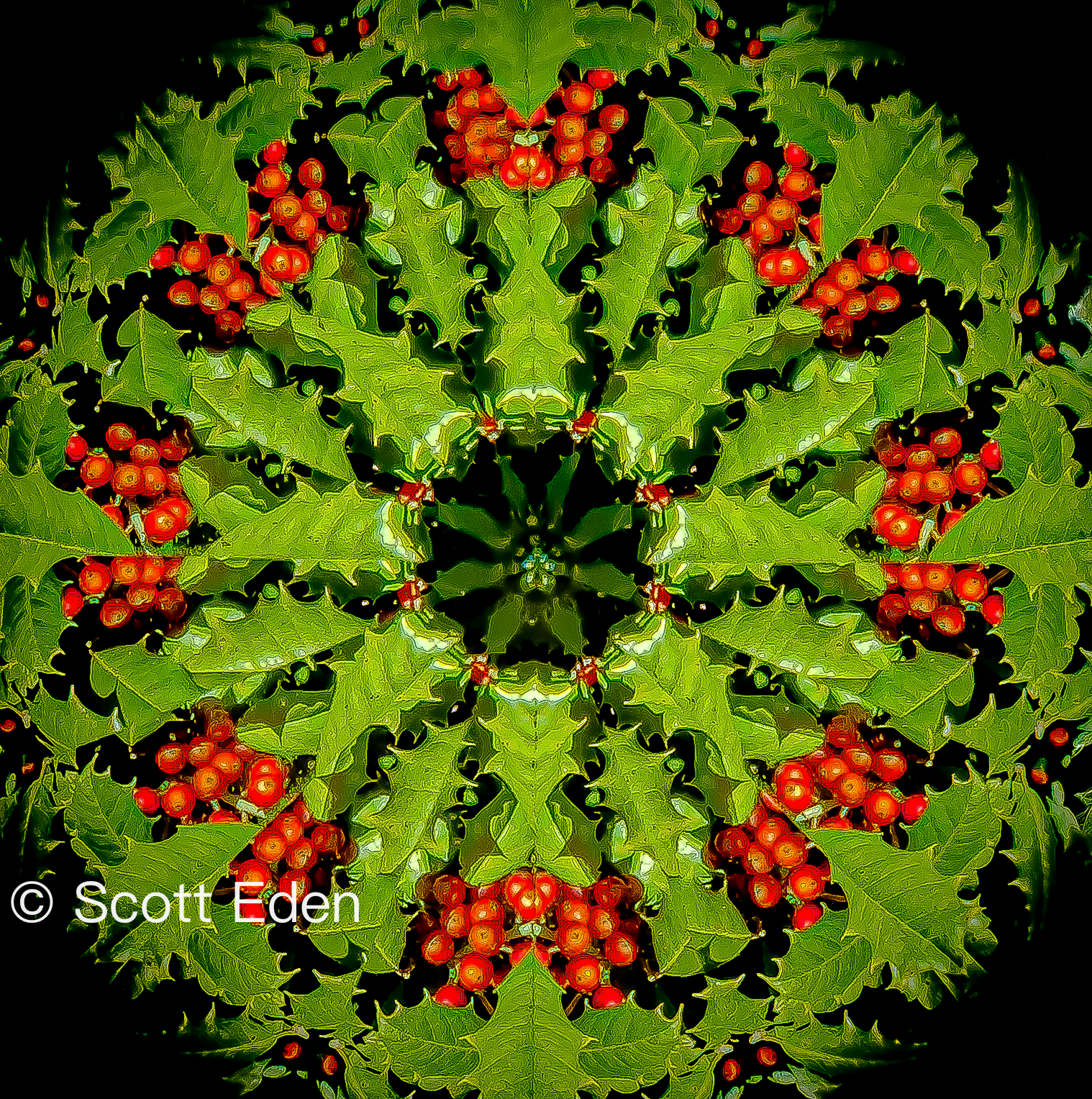 Holly Tree