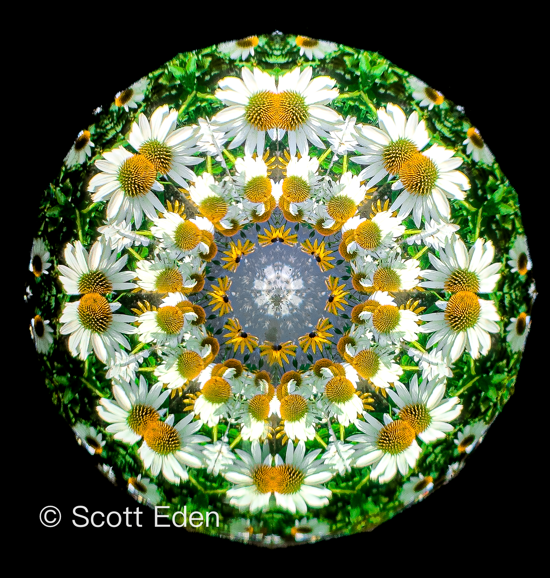 White Coneflowers
