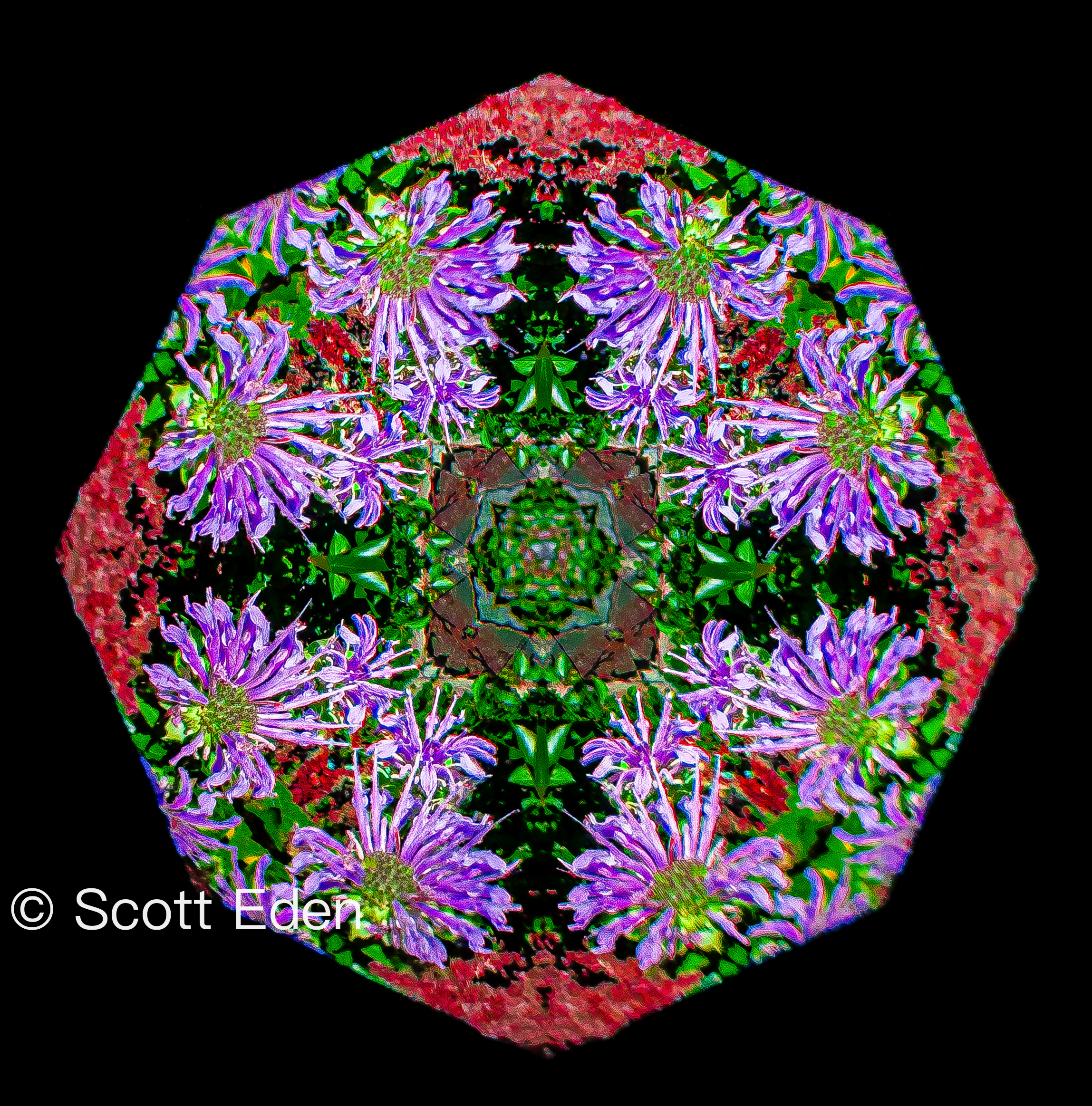 Beebalm