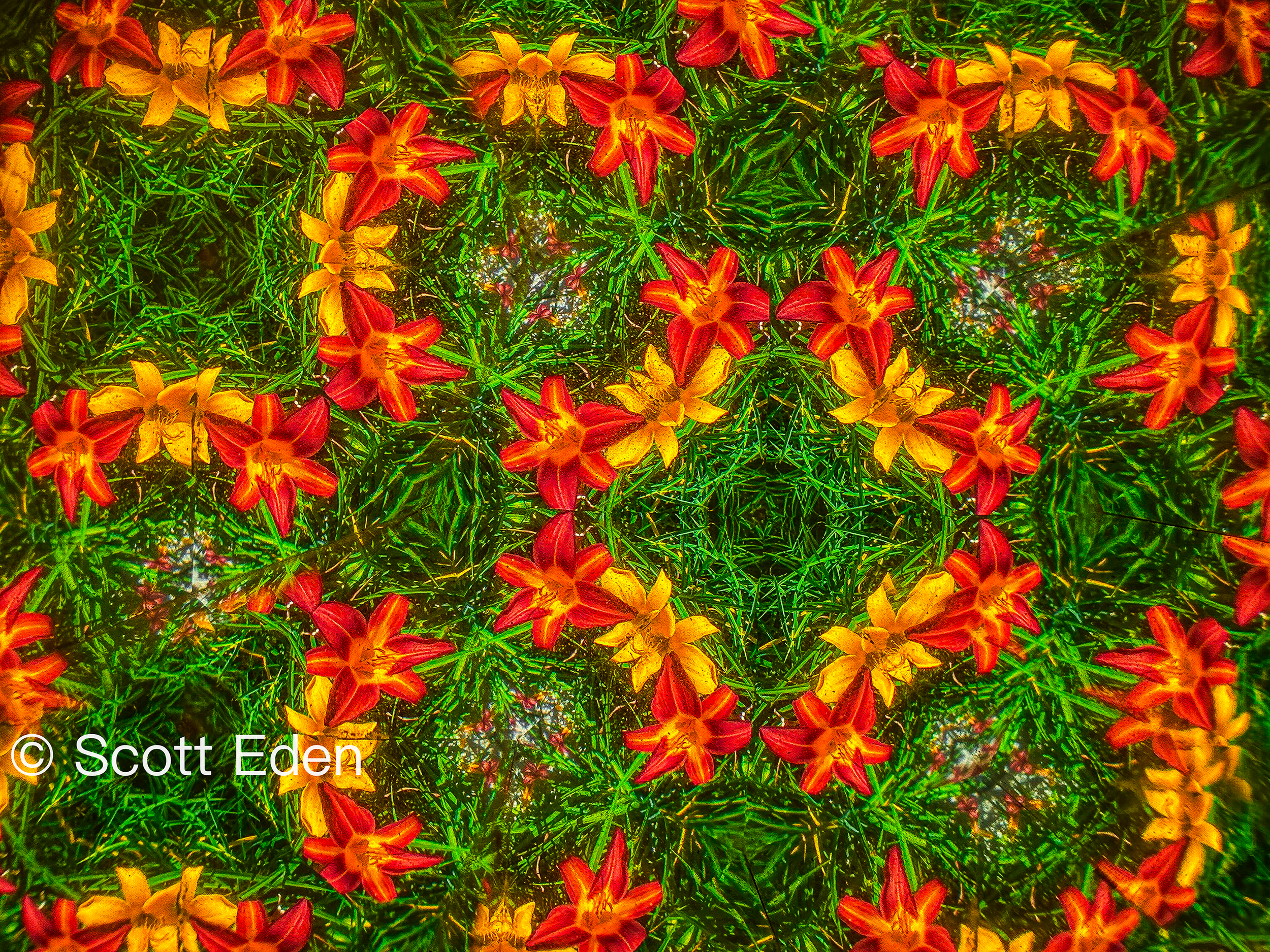 Red and Yellow Lillies with WM-Edit.png