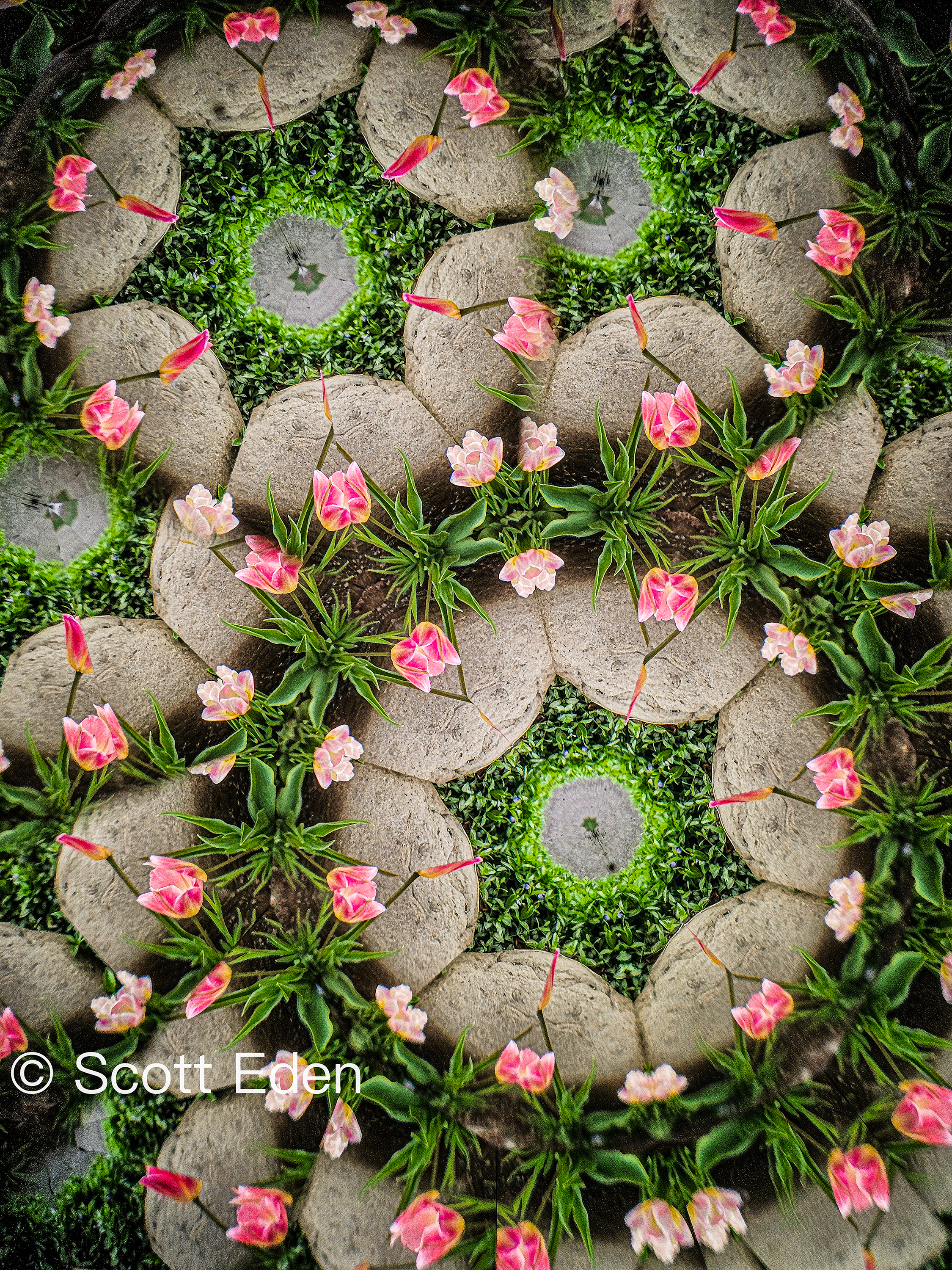 Pink Tulips and Stone #1
