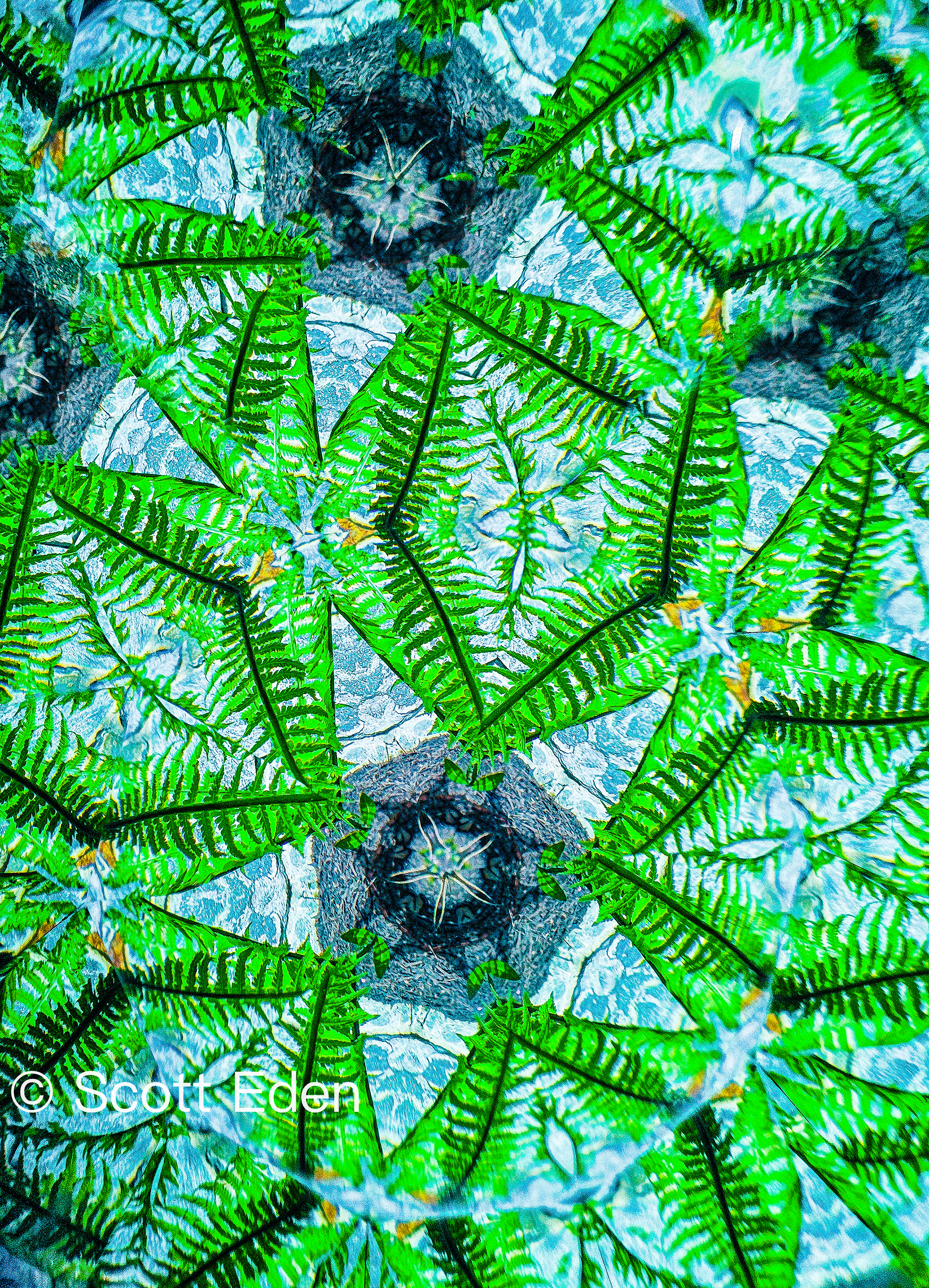 Ostrich Ferns Against Stone Wall #2