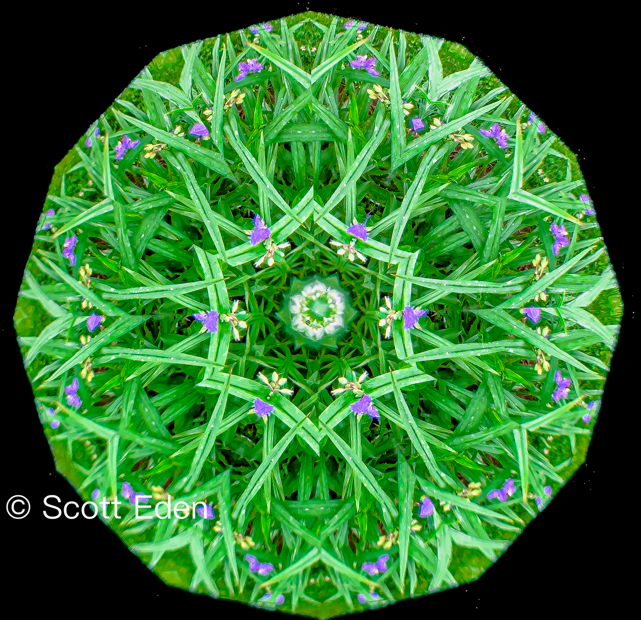 Virginia Spiderwort #3
