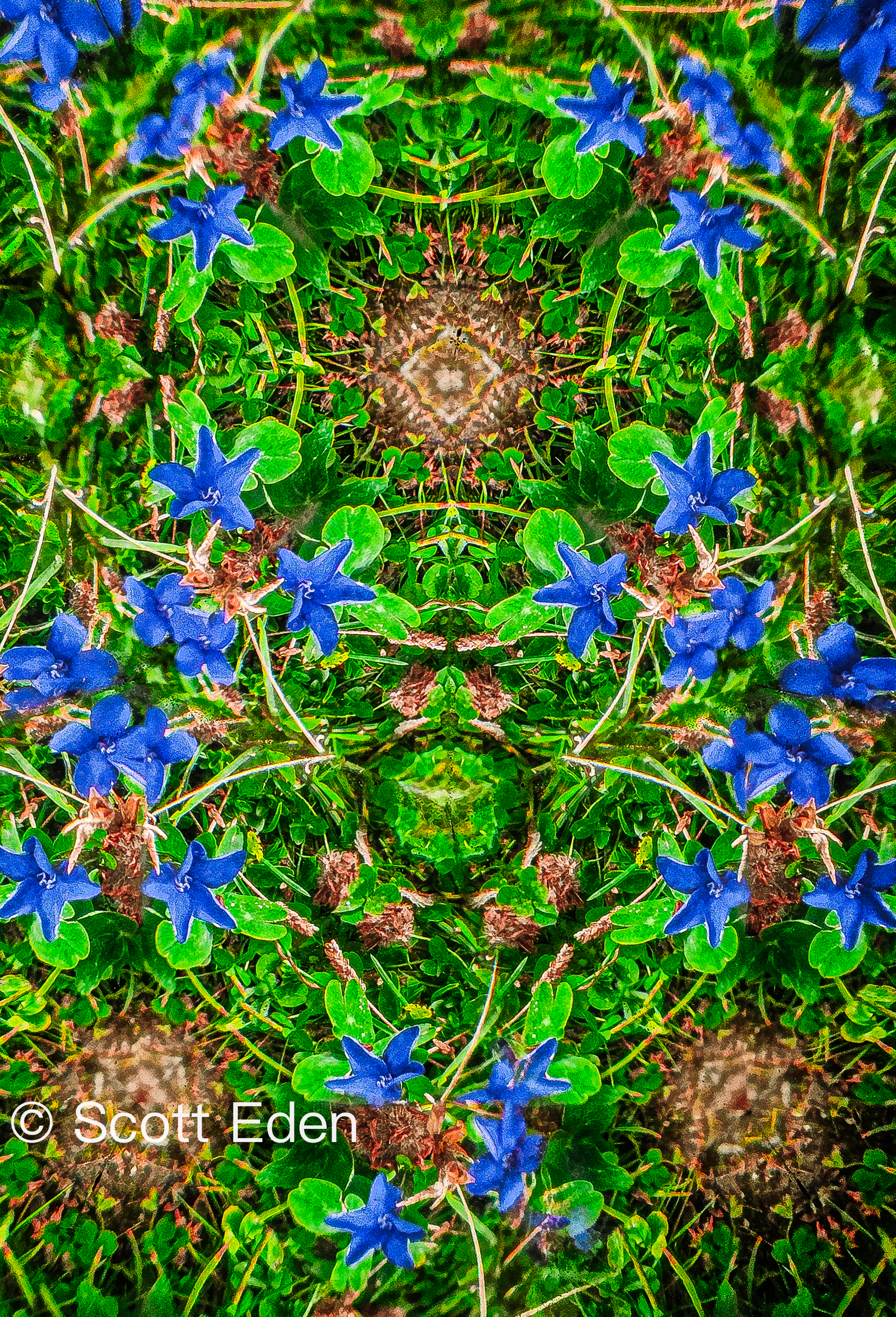 Borage in Switzerland