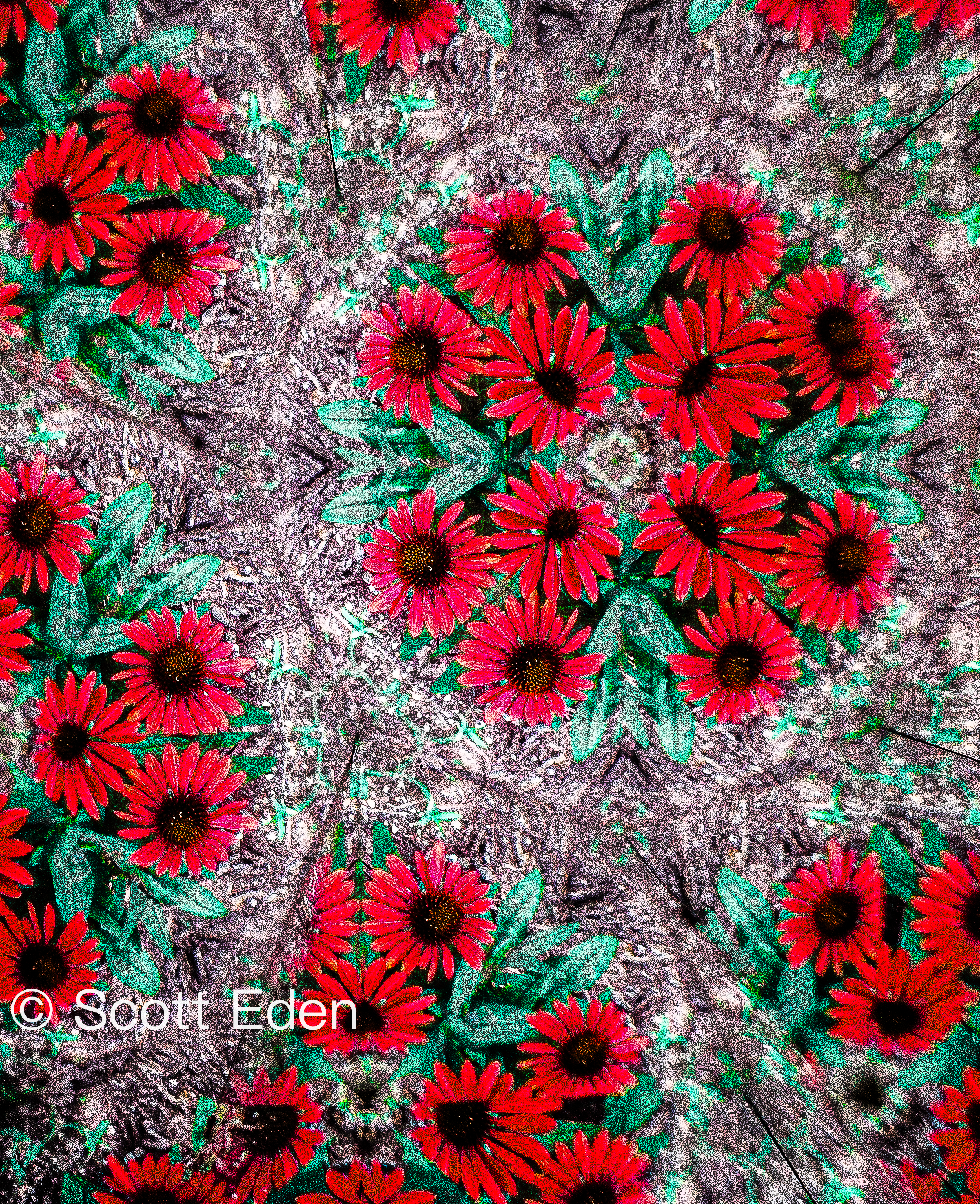 Red Coneflowers
