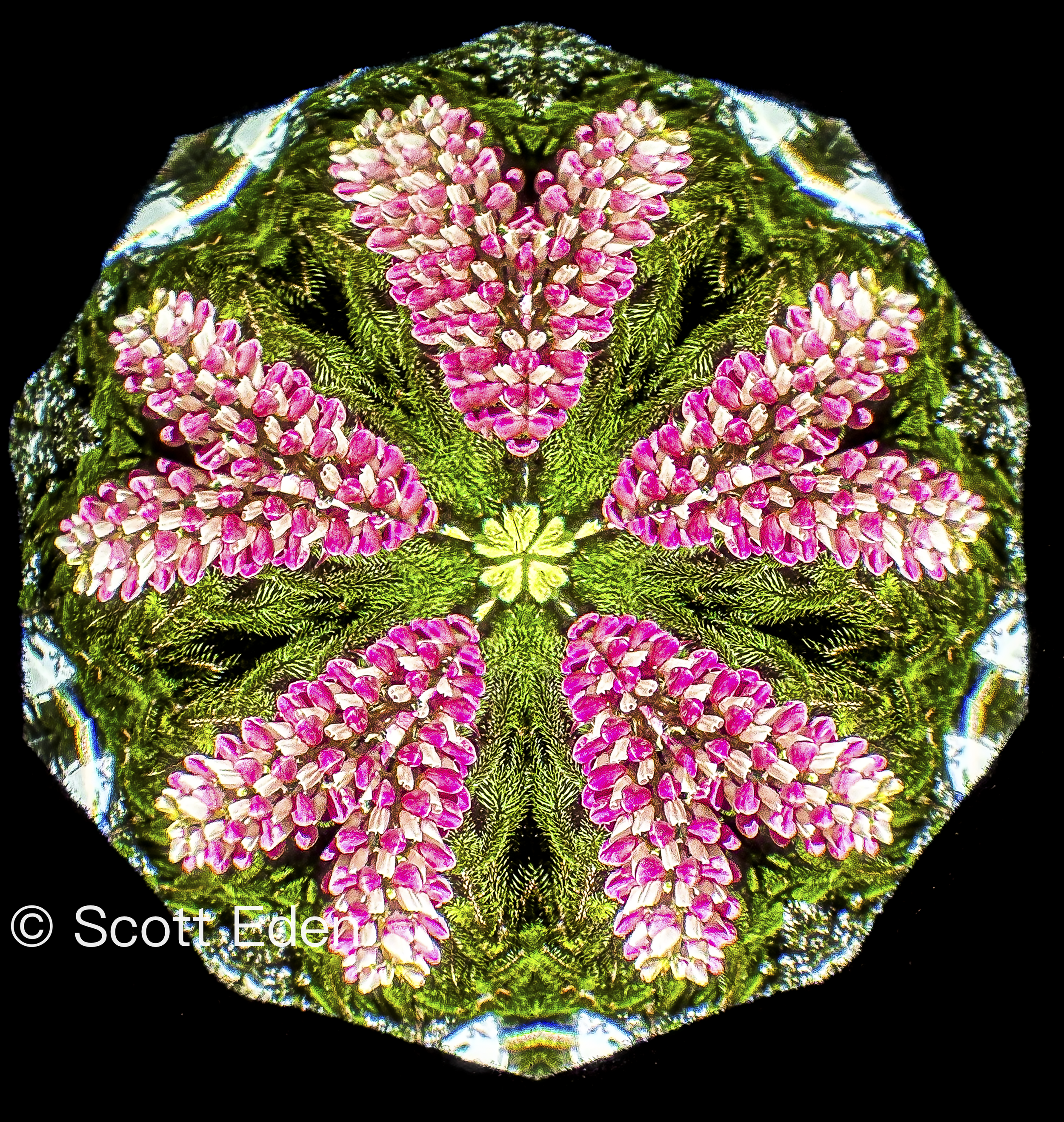 Lupine and Norway Spruce #1