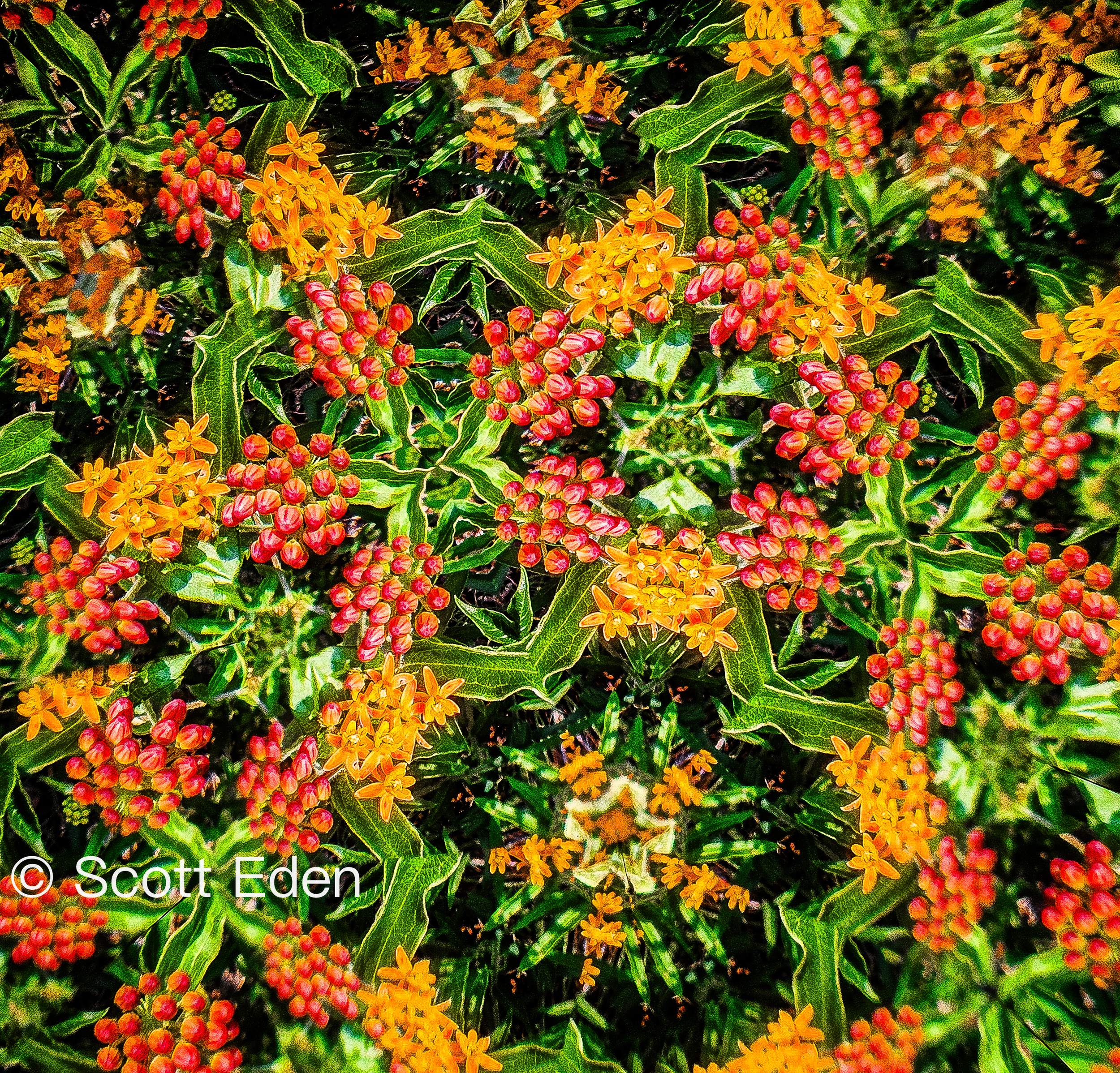 Butterfly Weed