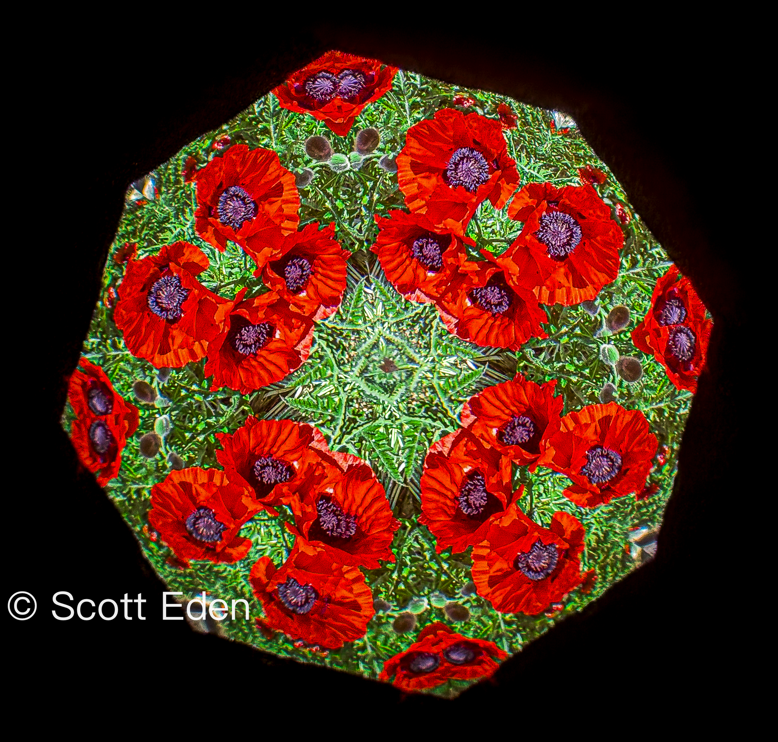 Red Poppies #1 with WM.png