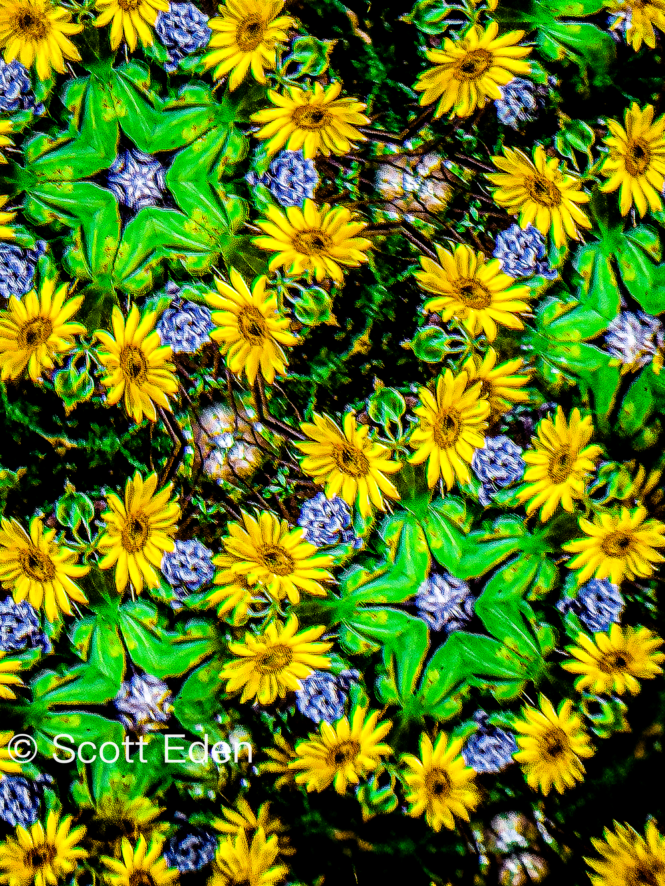Sunflowers and Blue Hydrangea