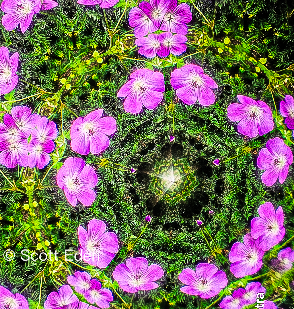 Wild Geranium and Yew