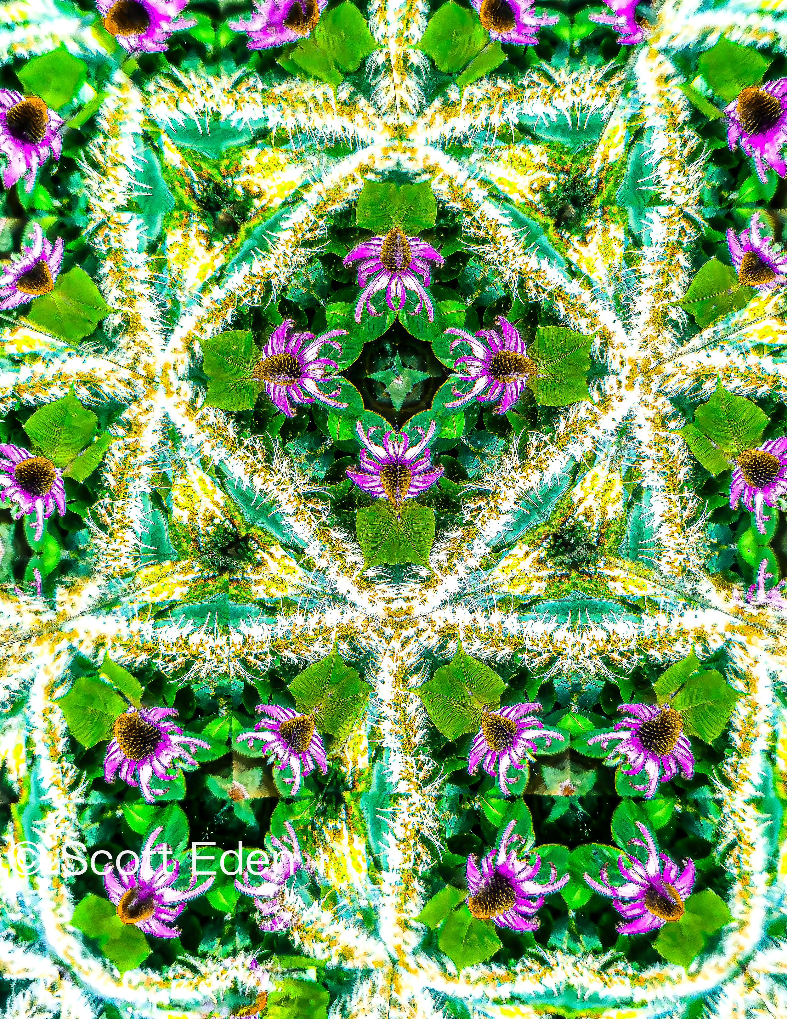 Purple Coneflowers and Bottlebrush Buckeye