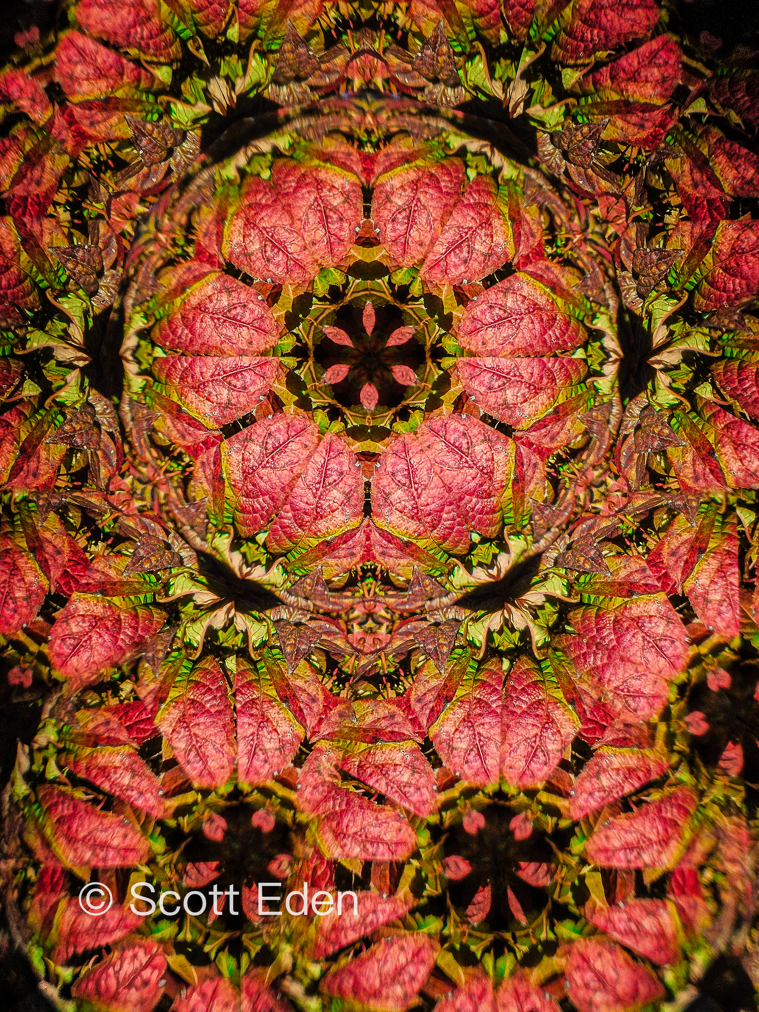 Lace Cap Hydrangea - Fall Color #2