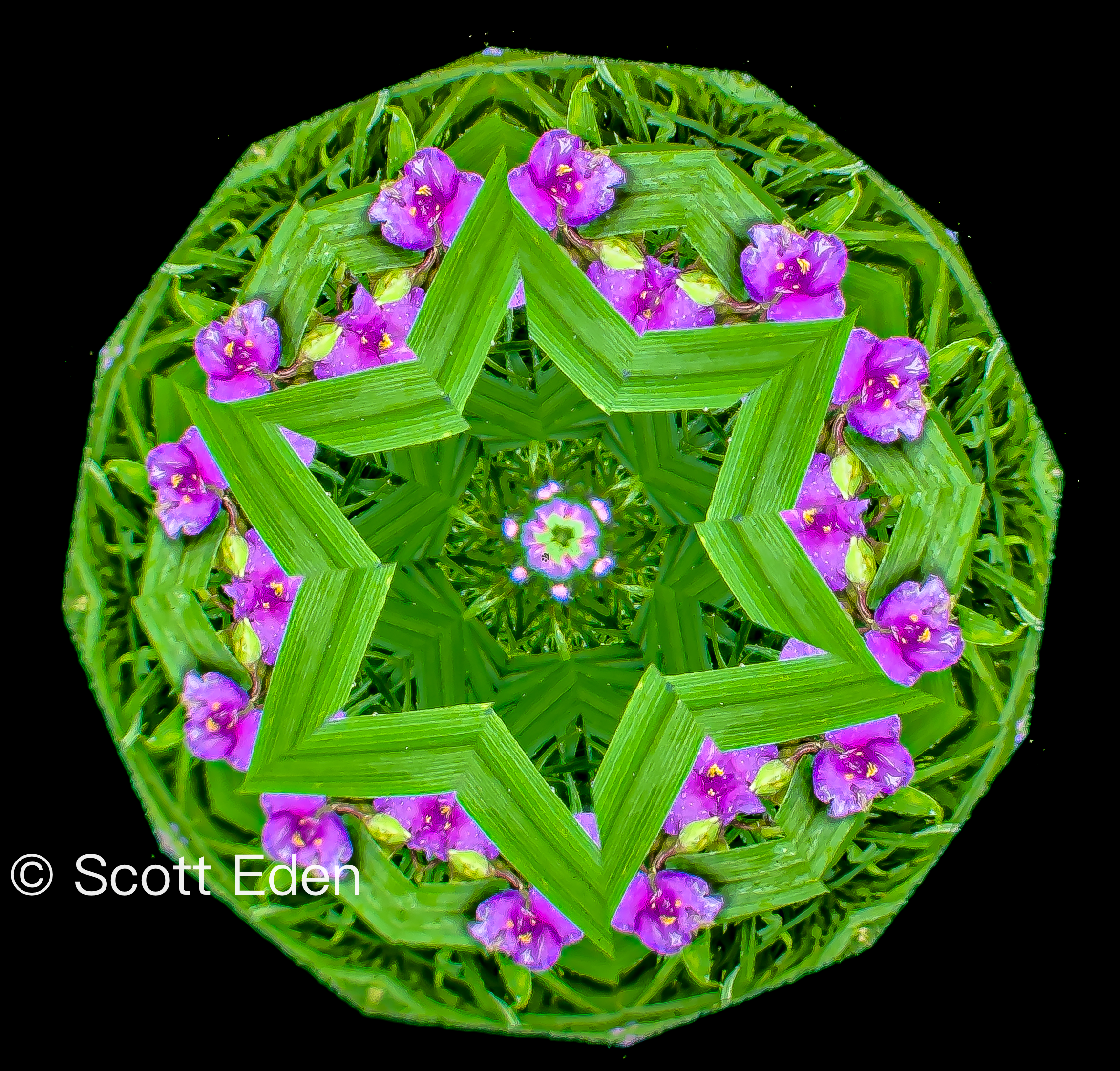 Virginia Spiderwort #2
