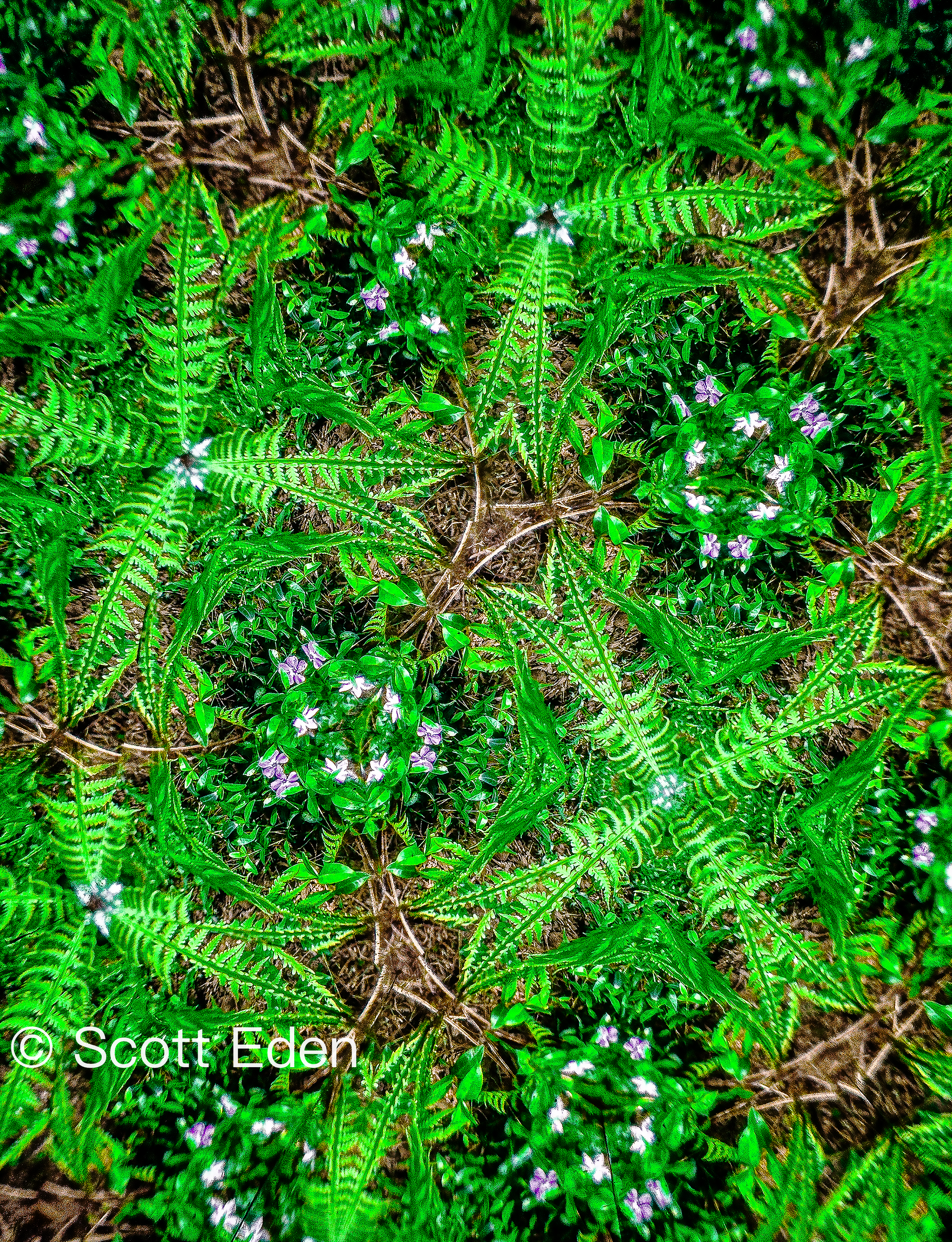 Ferns