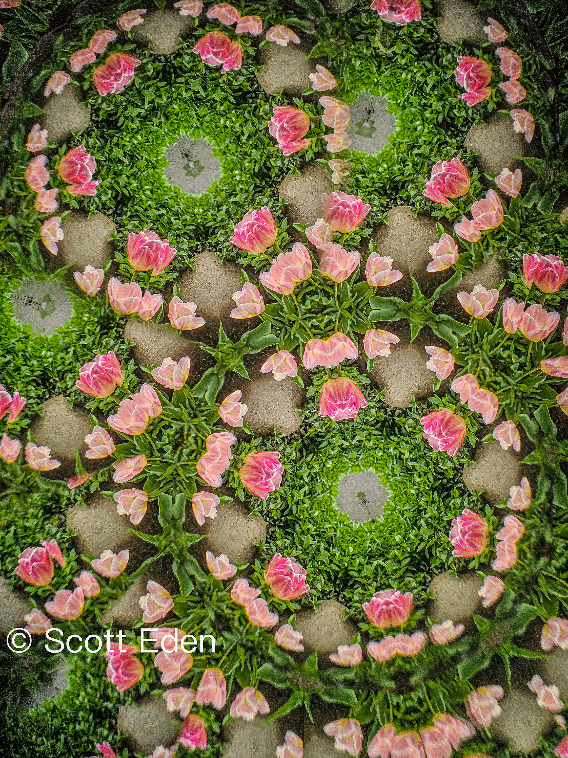 Pink Tulips and Stone #2
