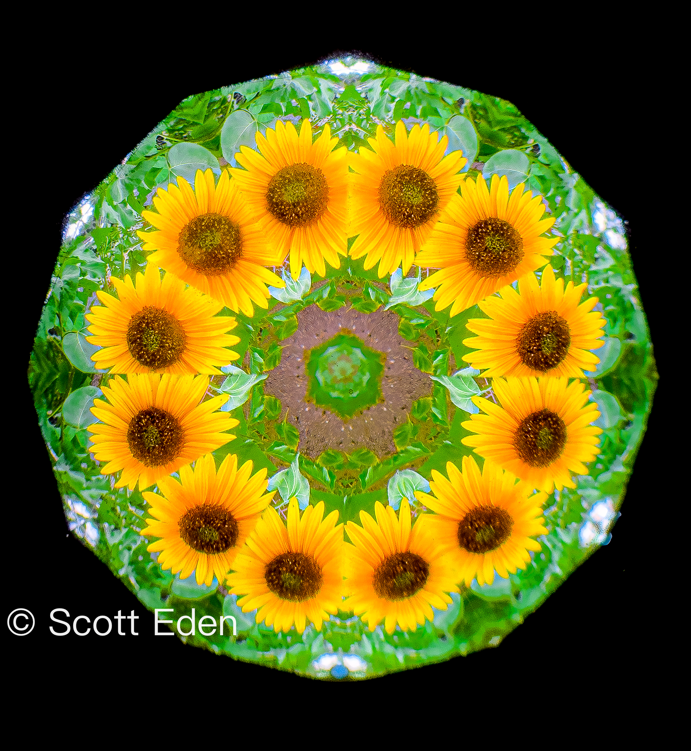 Sunflowers
