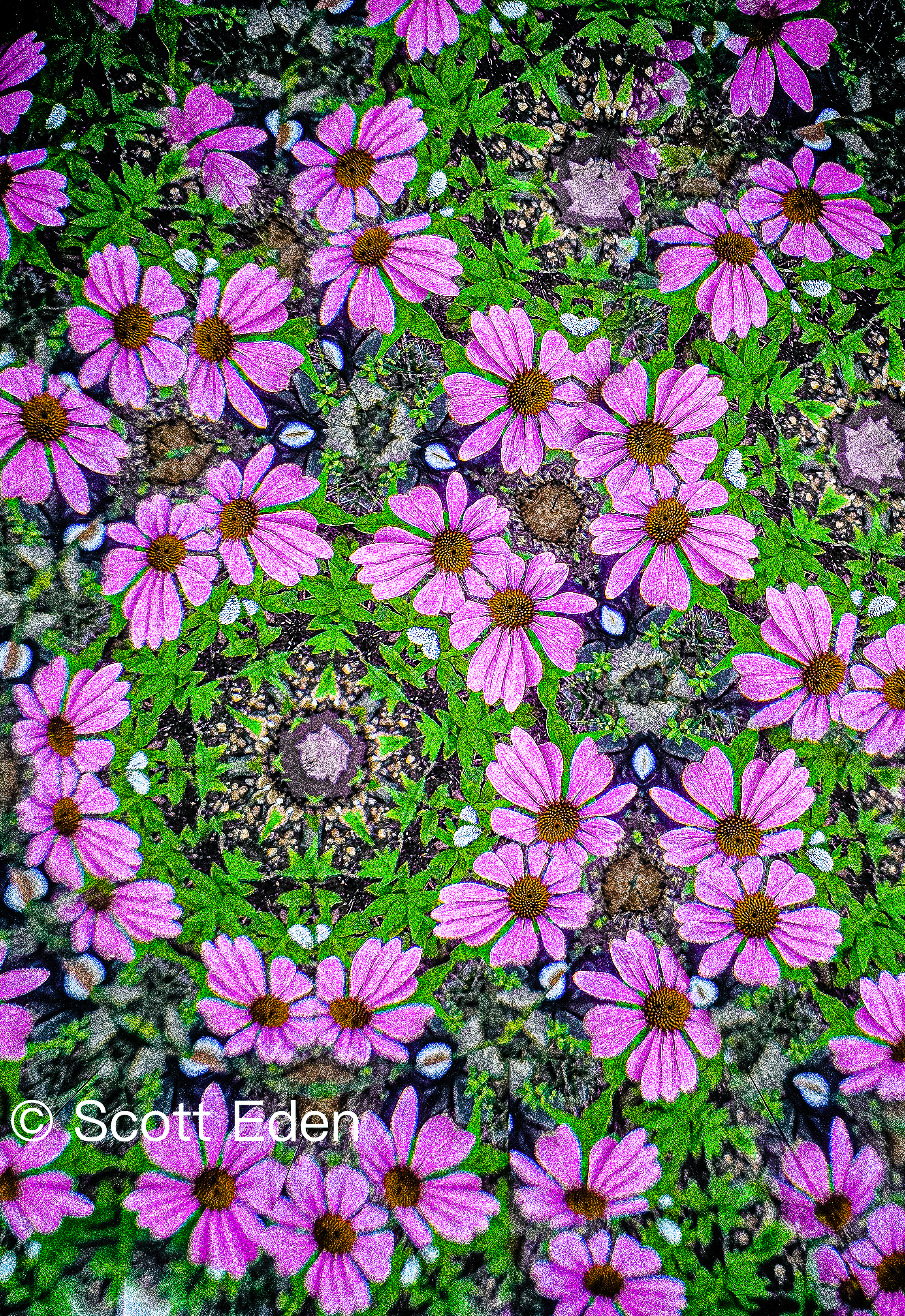 Purple Coneflowers with WMpng.png