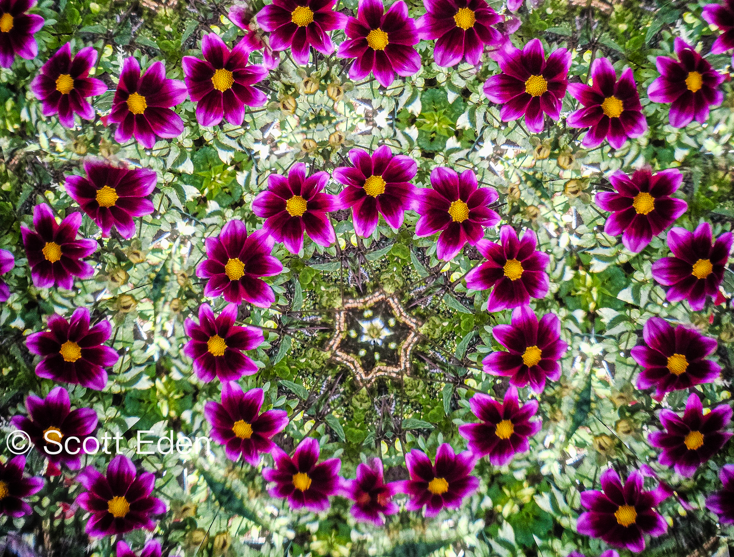 Dahlias #3