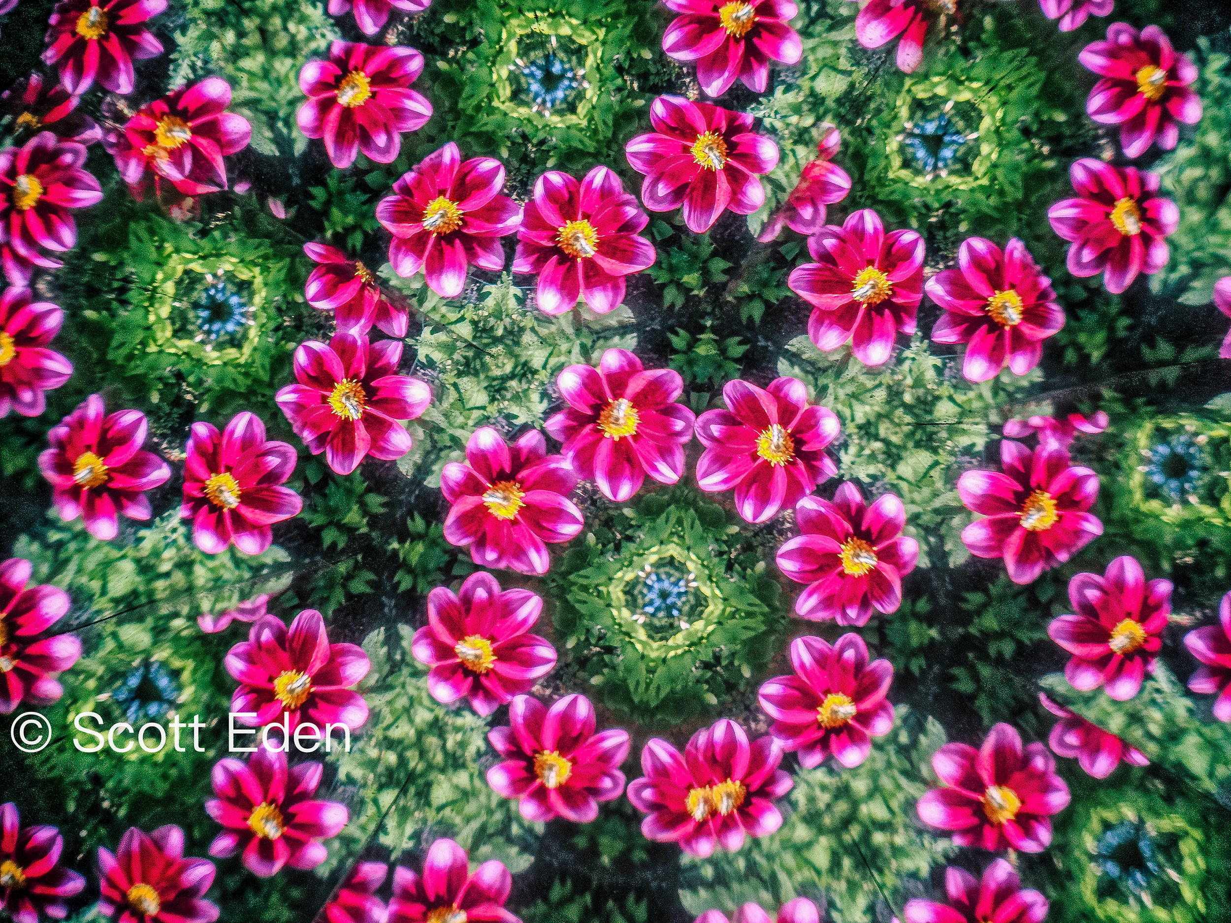 Dahlias #1