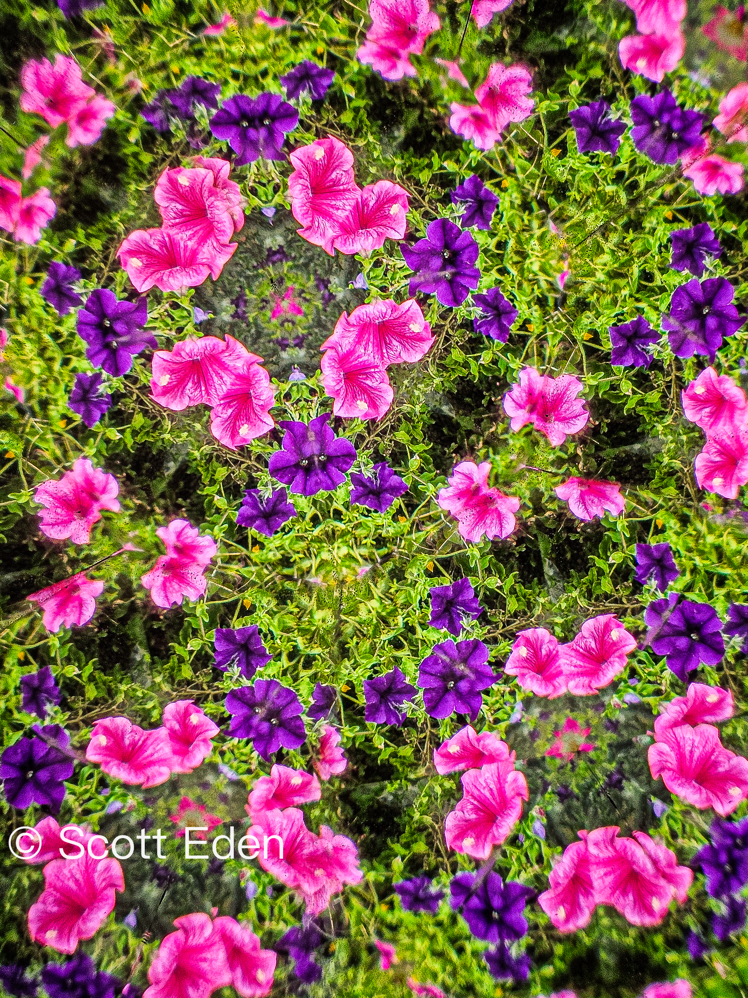 Swiss Flower Box #2