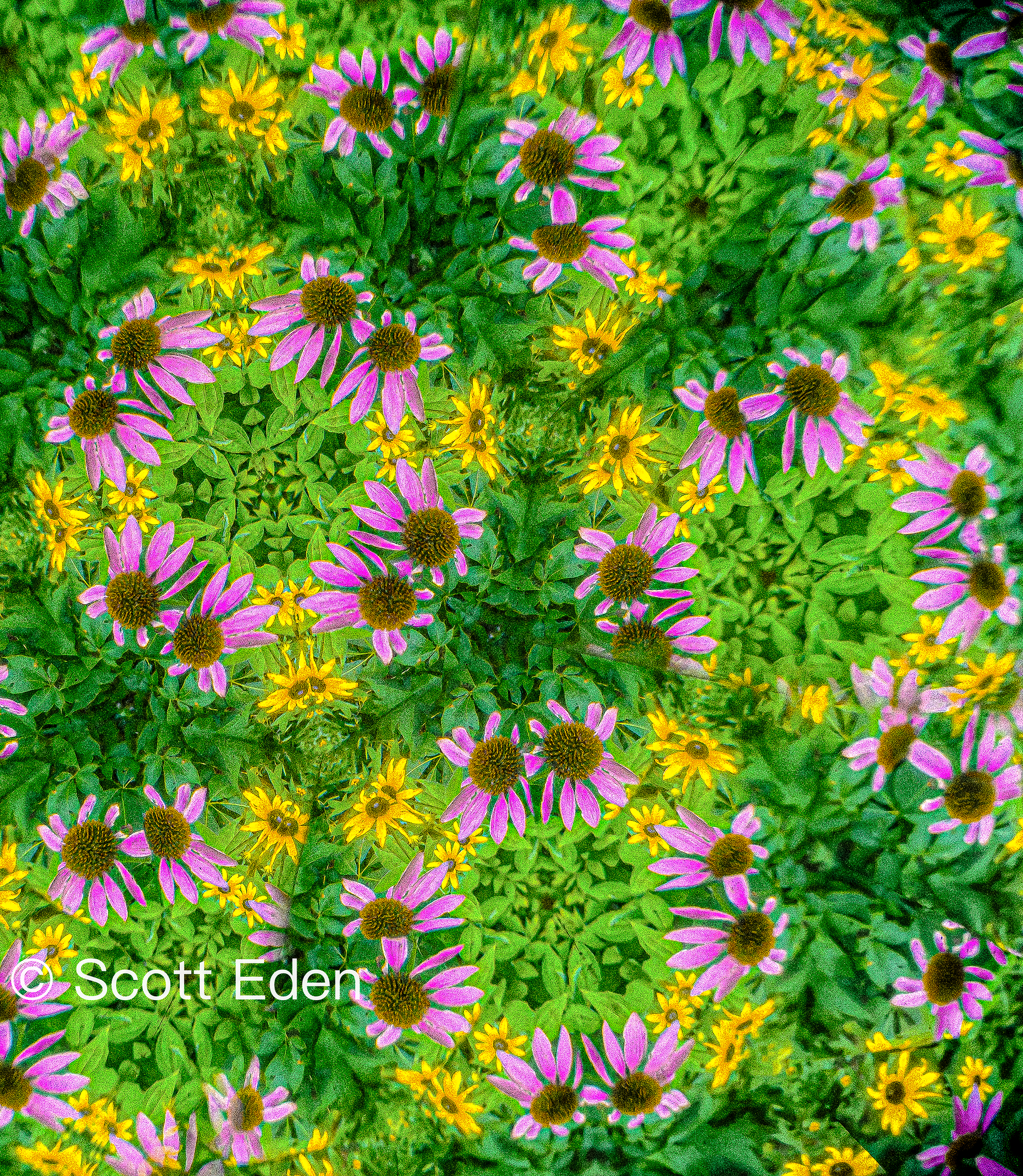 Purple Coneflowers and Black Eyed Susans