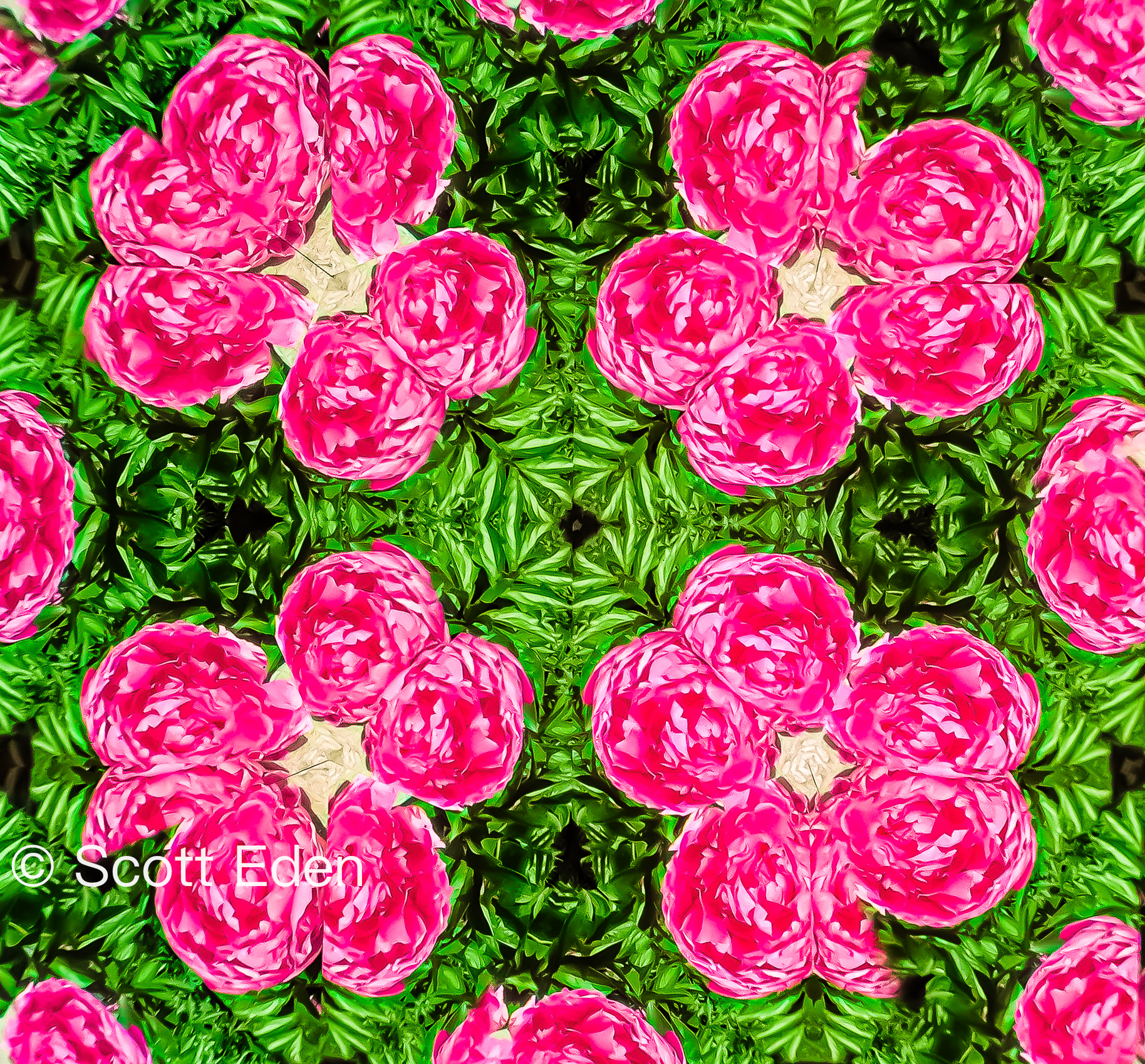 Peonies #1