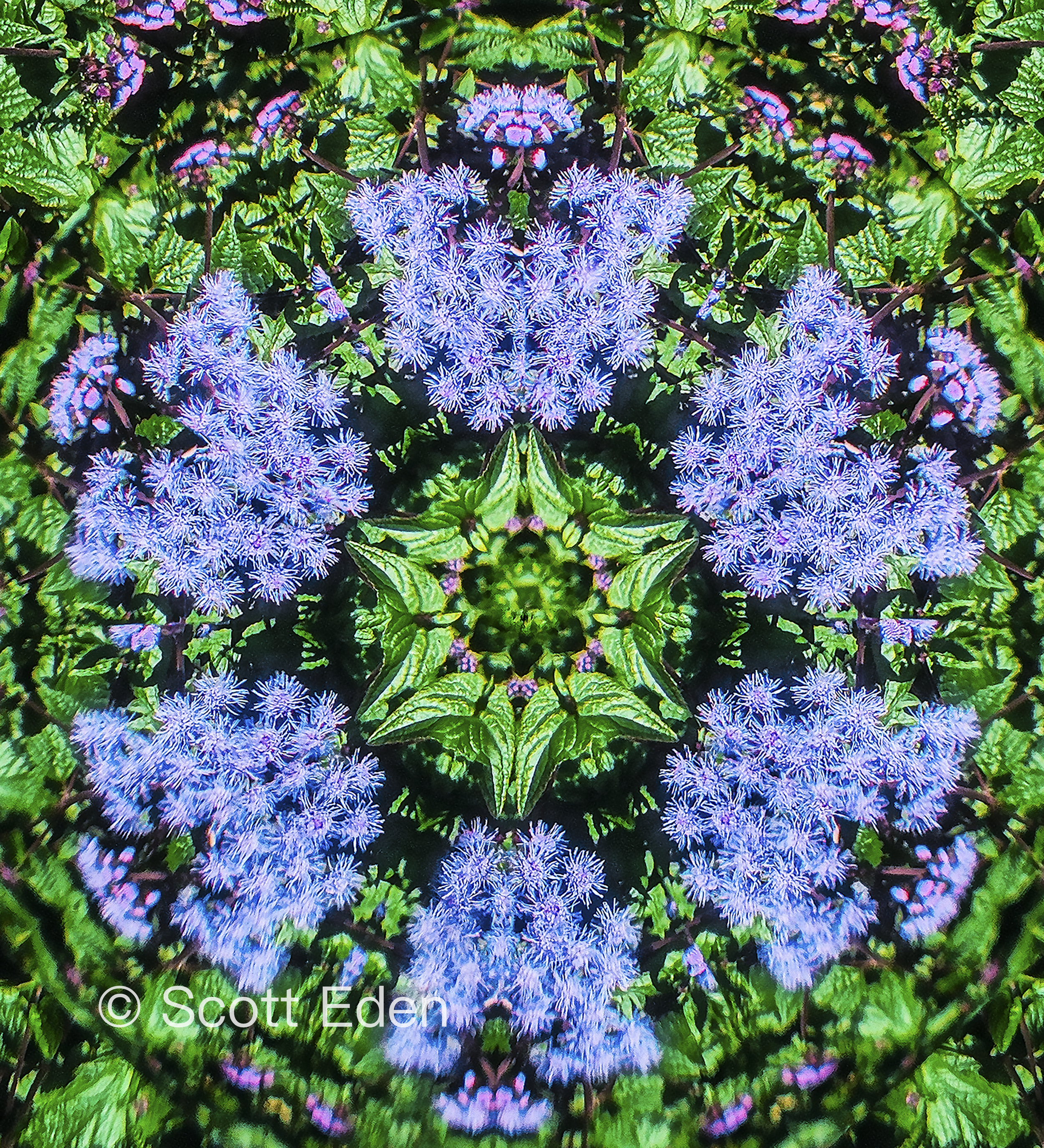Blue Mist Flower #2